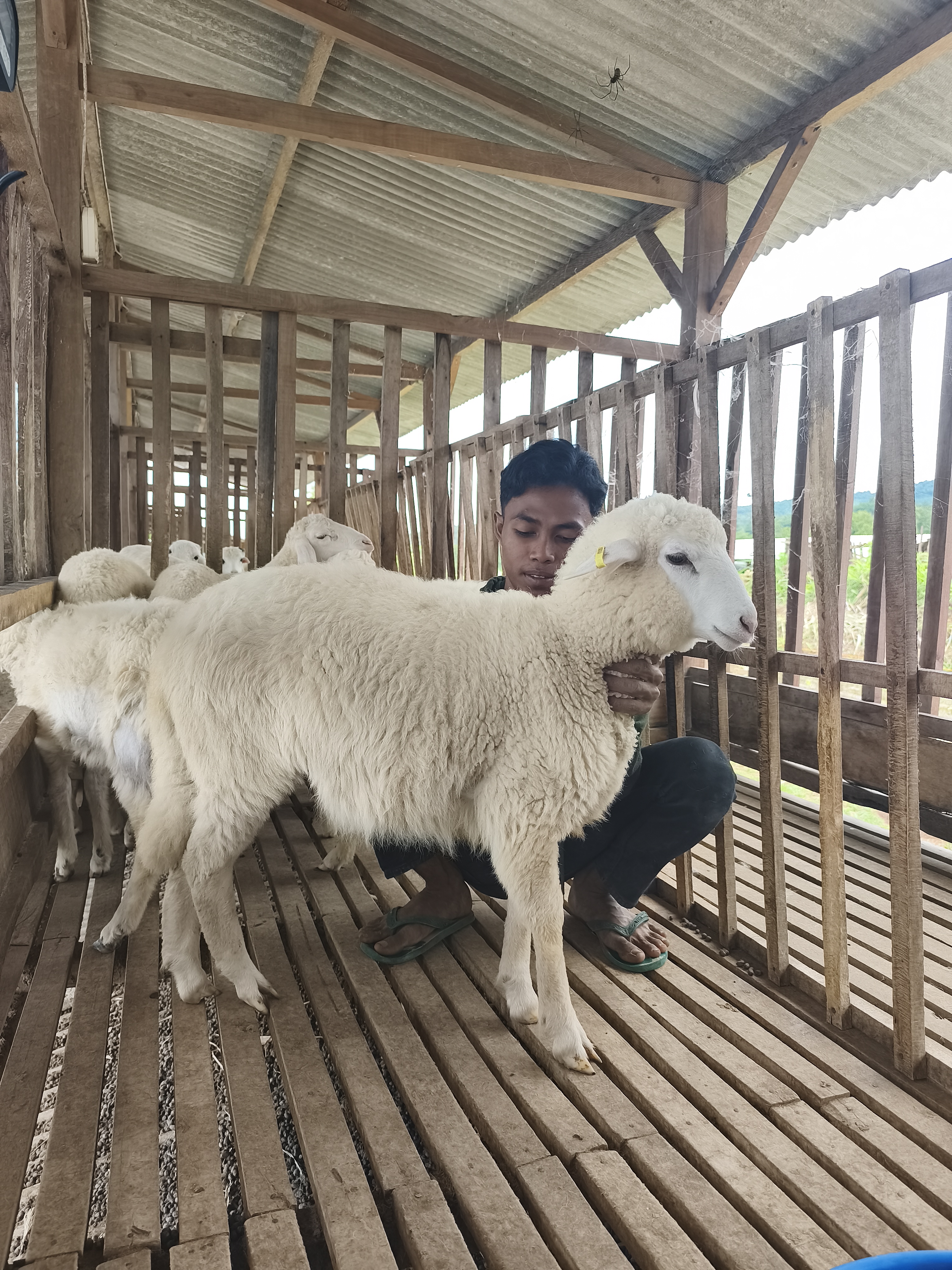 Qurban Salur bb 21-25 kg tagging 1555