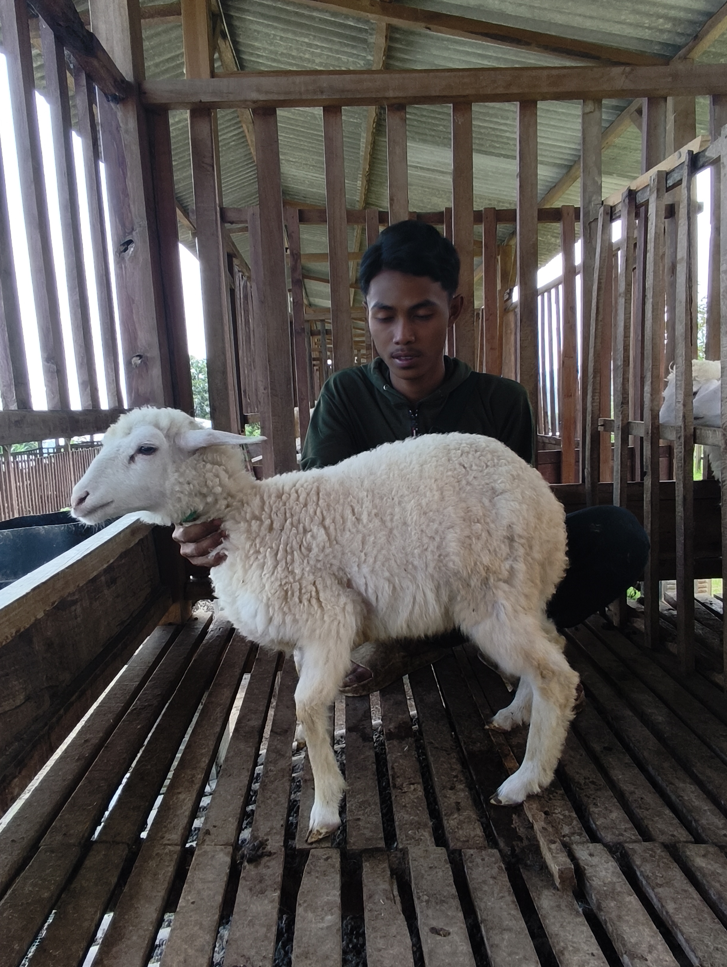 Qurban Salur bb 21-25 kg tagging 1325