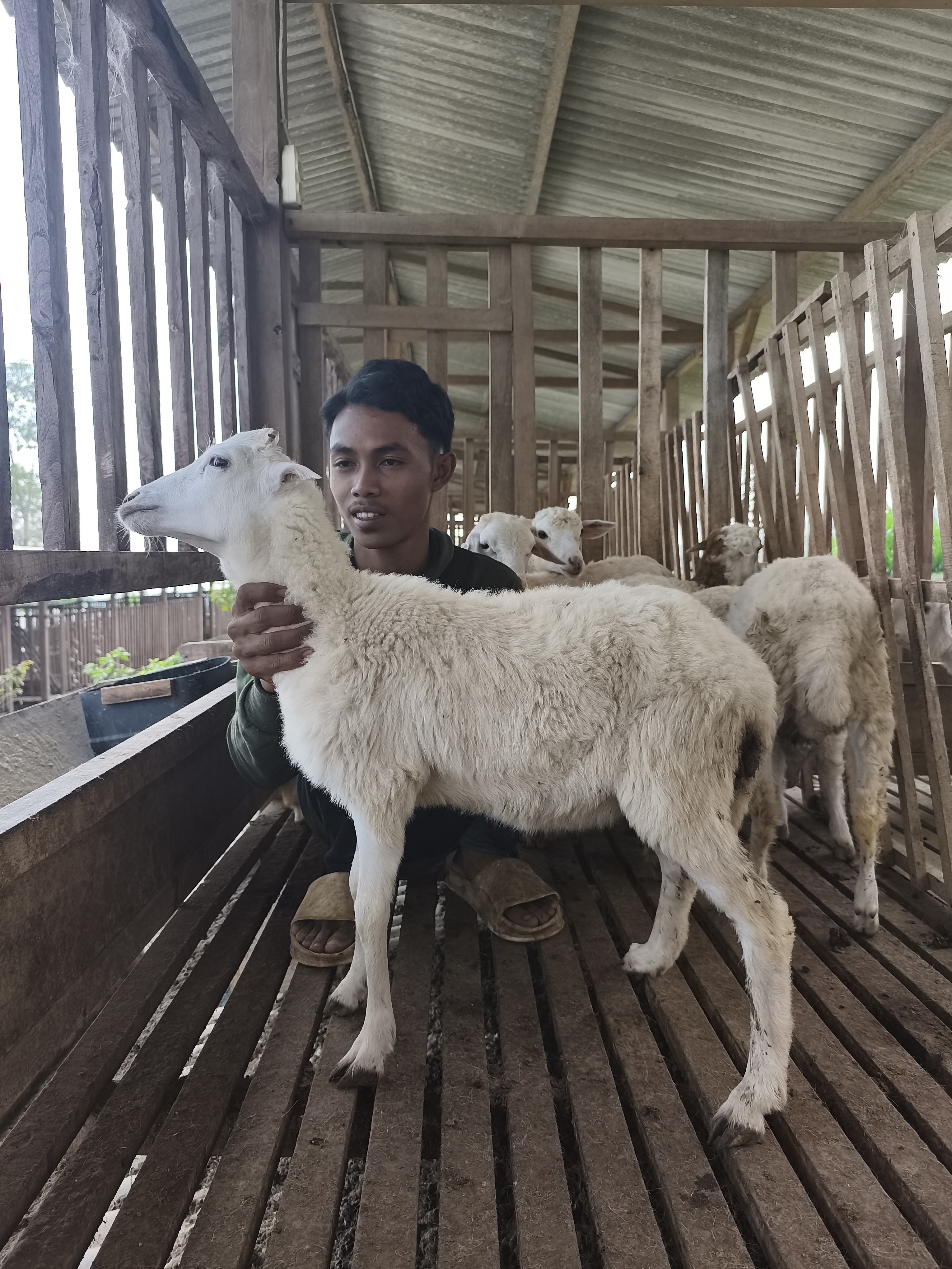 Qurban Salur bb 21-25 kg tagging 1330