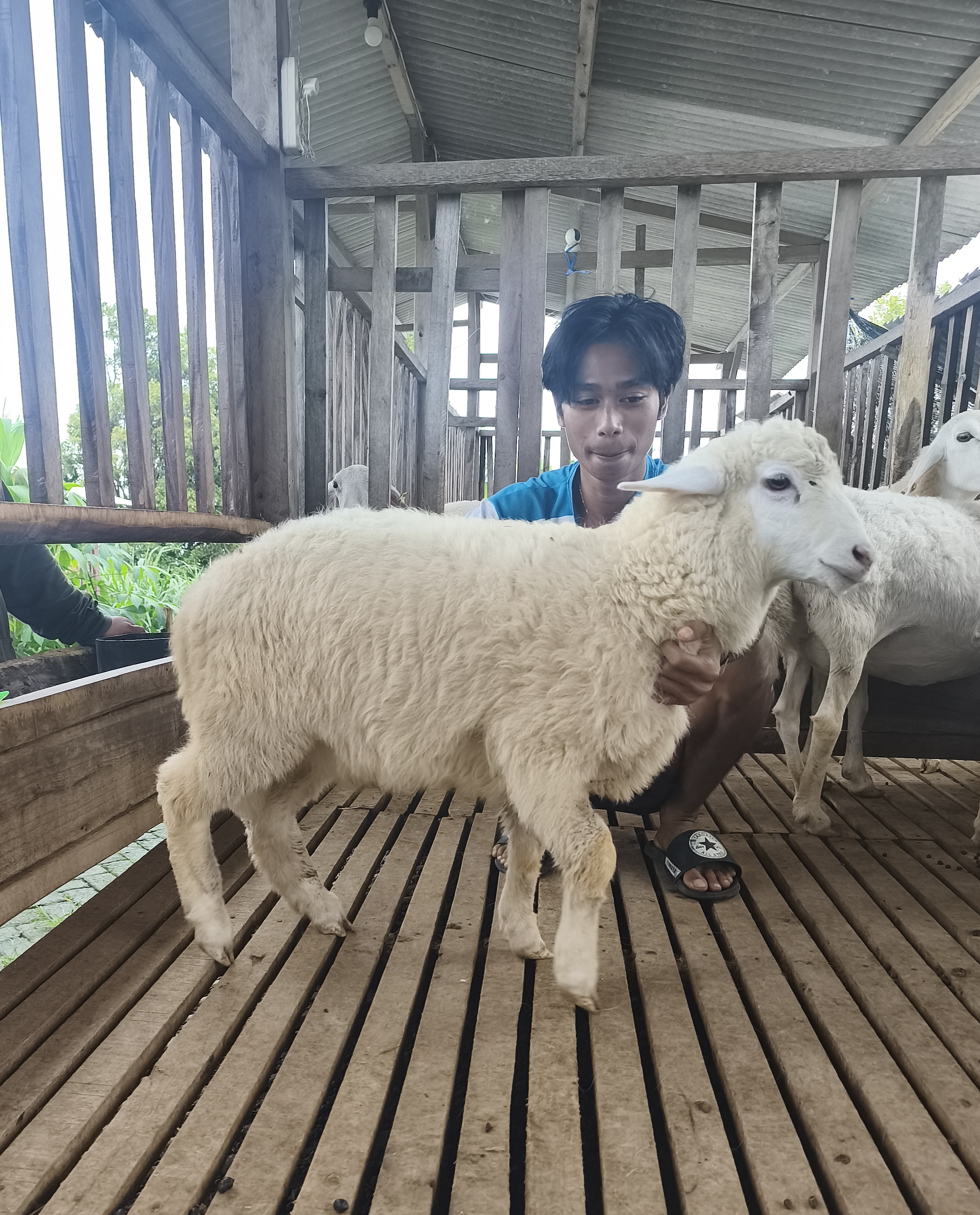 Qurban Salur bb 21-25 kg tagging 1570