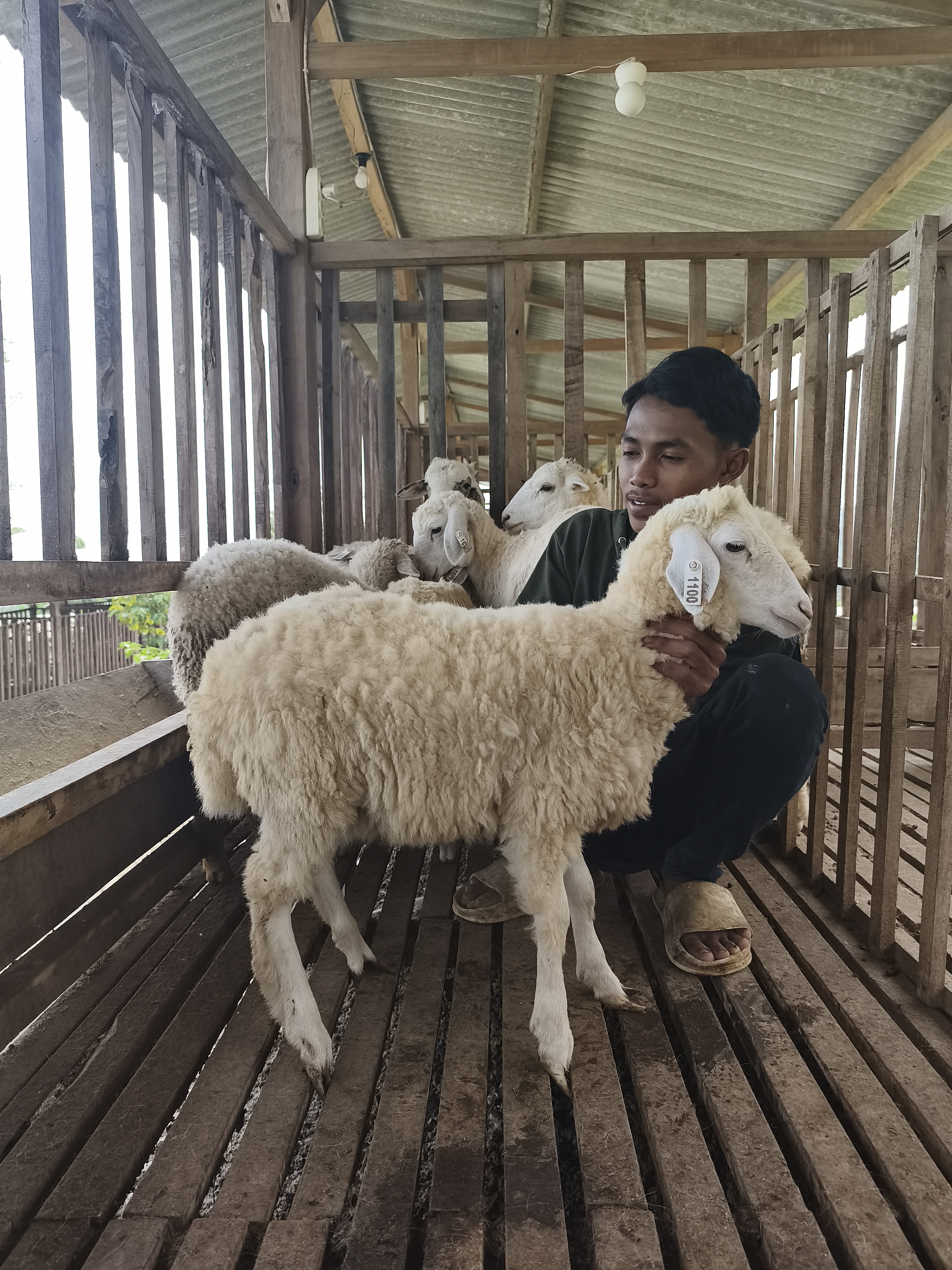 Qurban Salur bb 21-25 kg tagging 1568