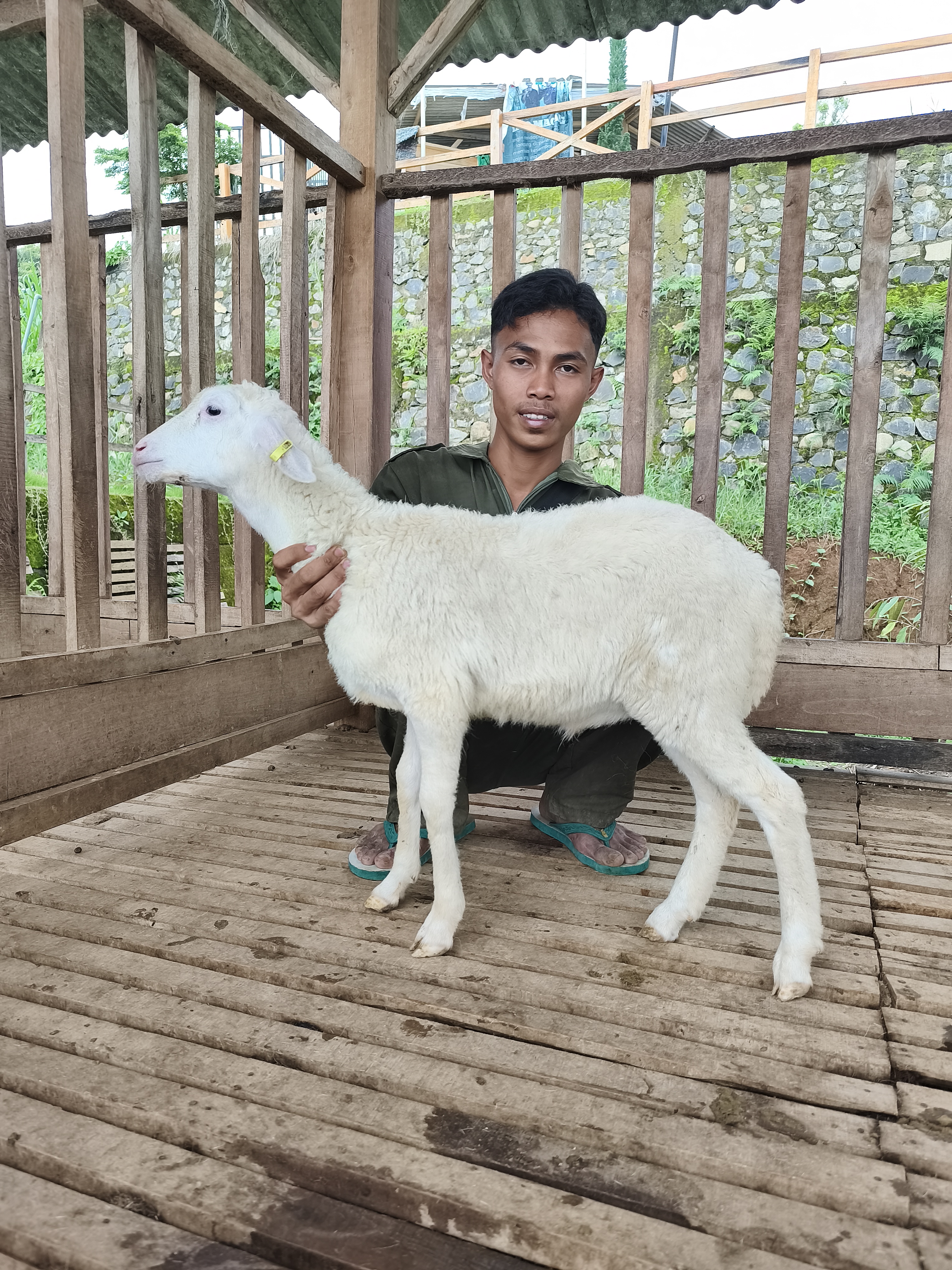 Qurban Salur bb 21-25 kg tagging 1522