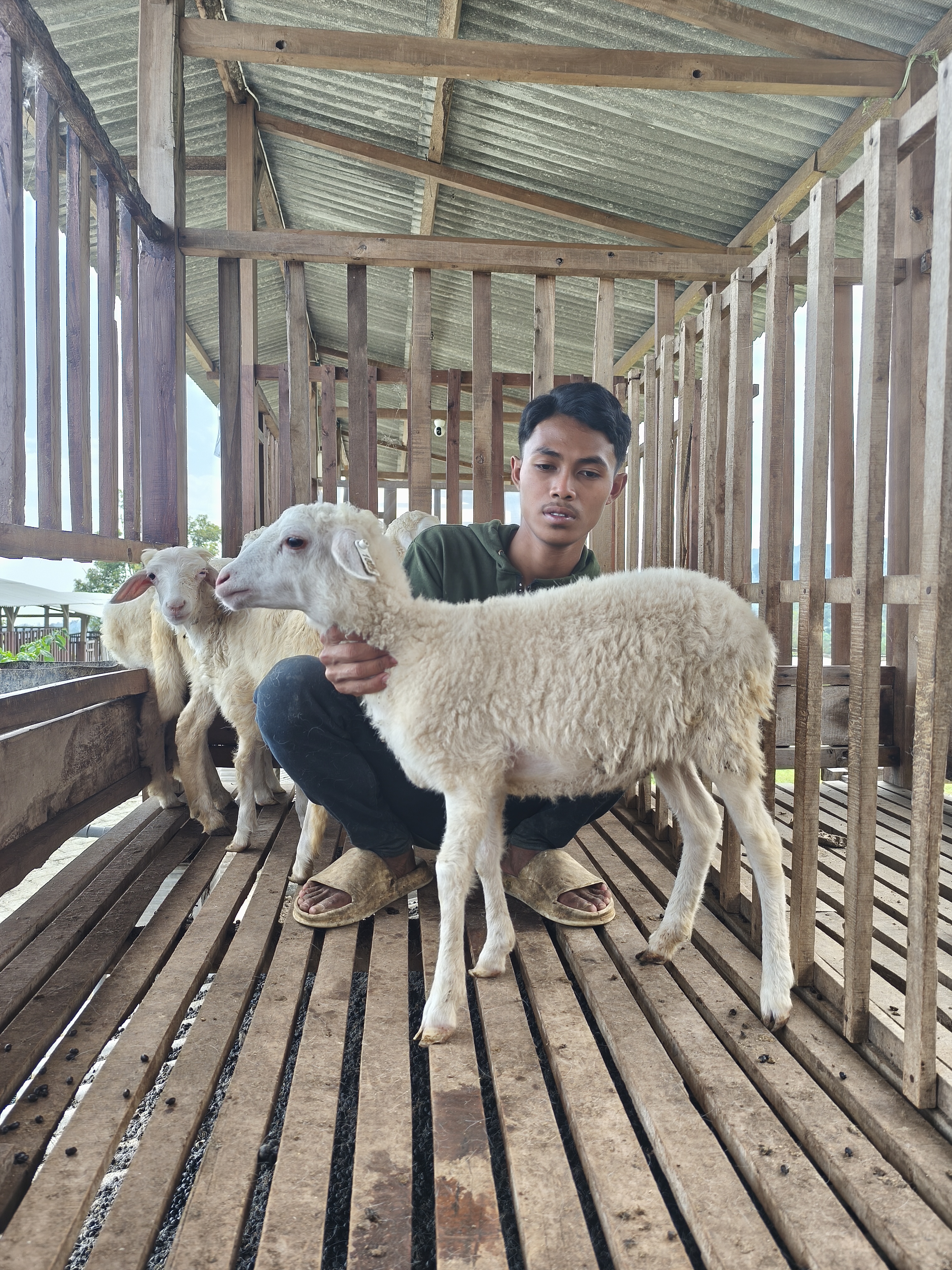 Qurban Salur bb 21-25 kg tagging 1418