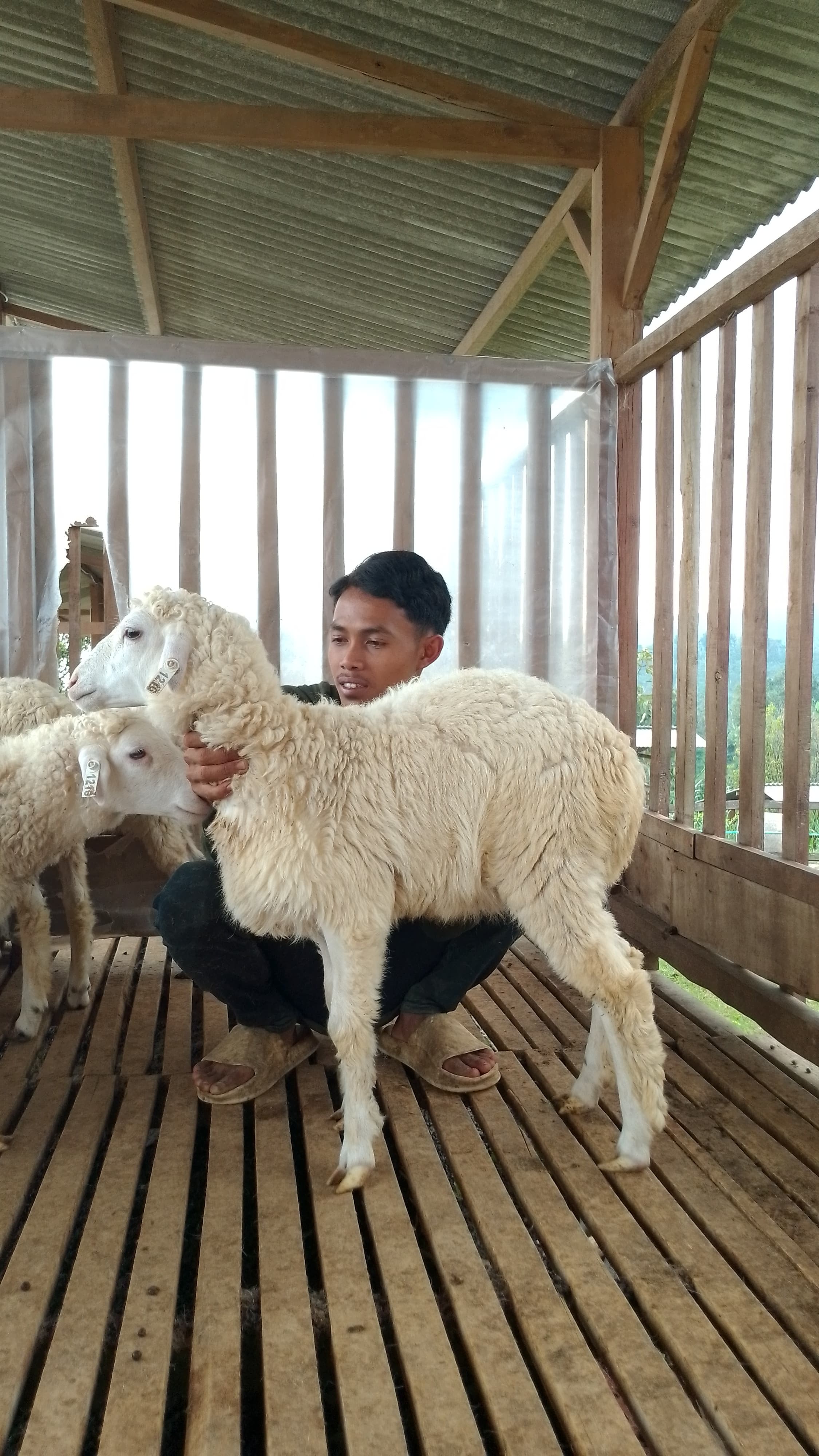 Qurban Salur bb 21-25 kg tagging 1216