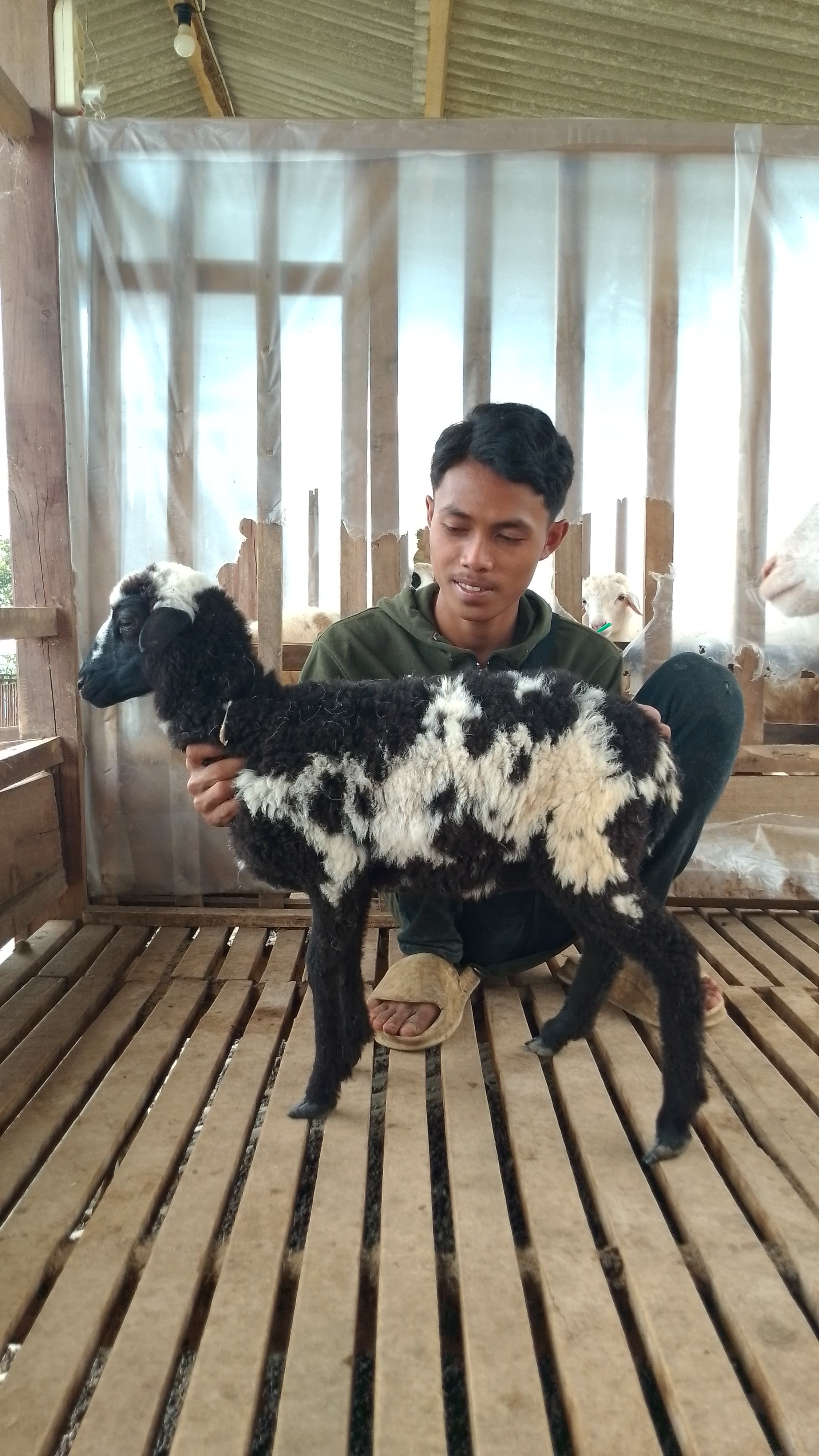 Qurban Salur bb 21-25 kg tagging 1307