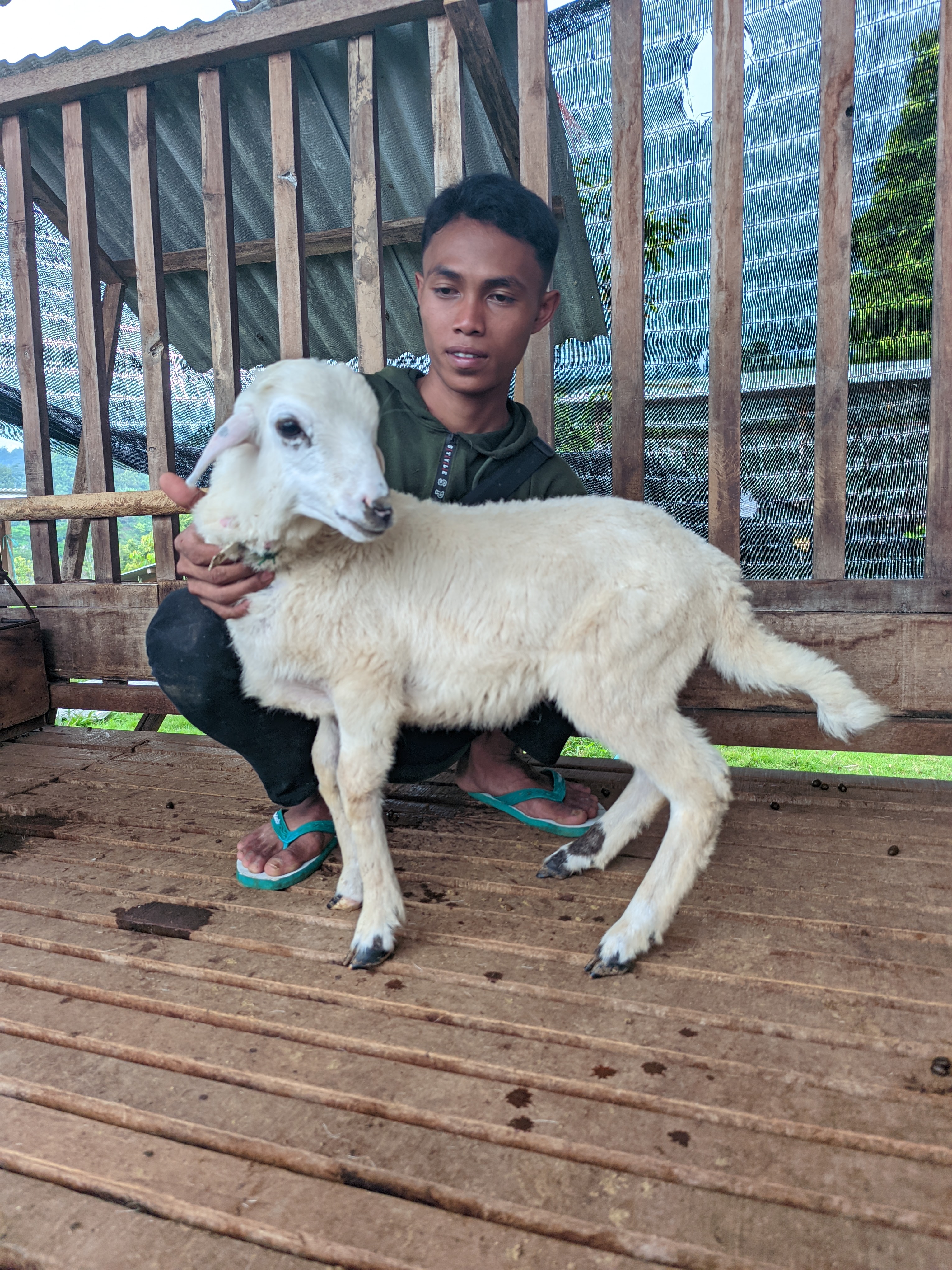 Qurban Salur bb 21-25 kg tagging 1529