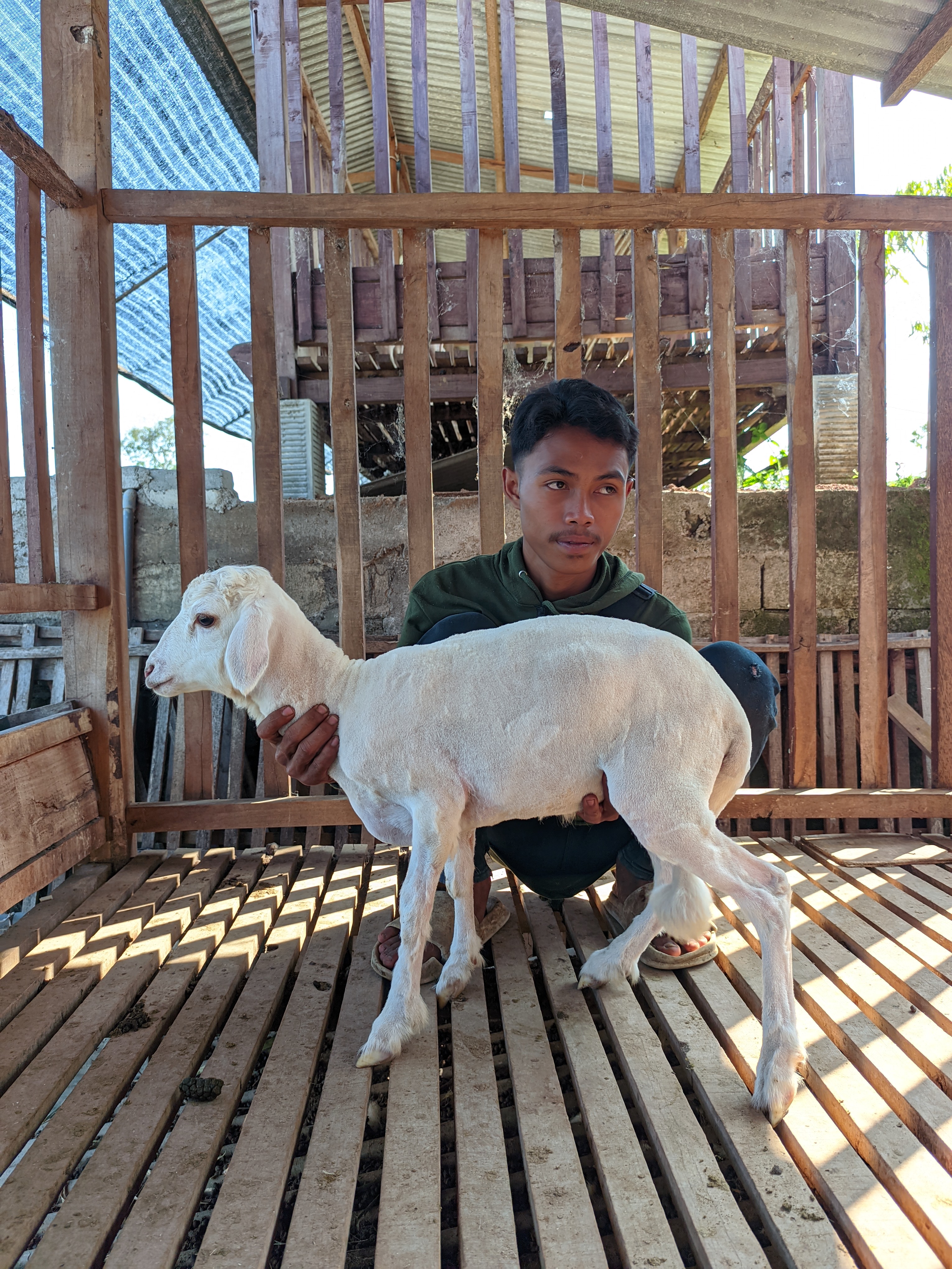 Qurban Salur bb 21-25 kg tagging 1417