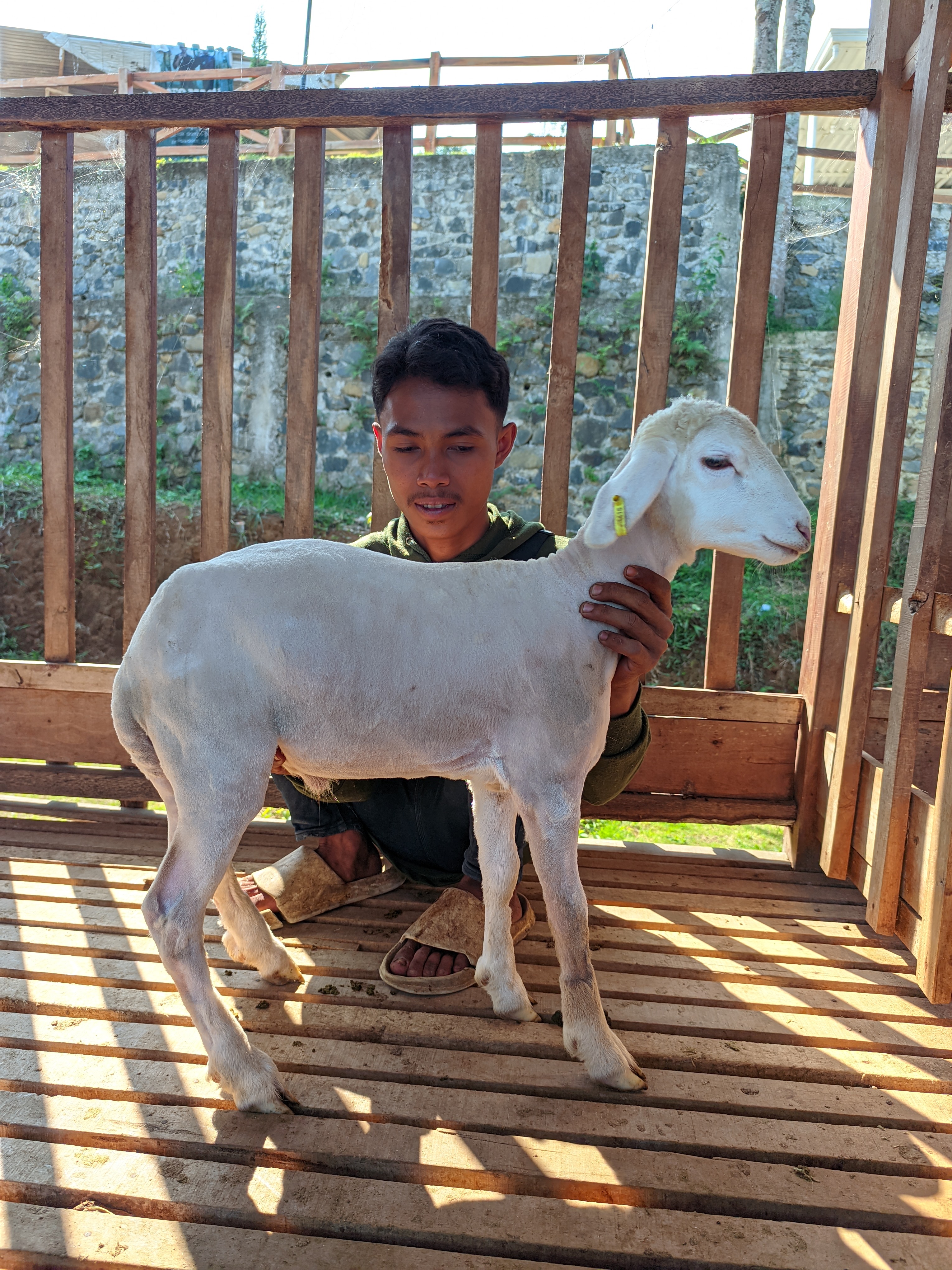 Qurban Salur bb 21-25 kg tagging 1415