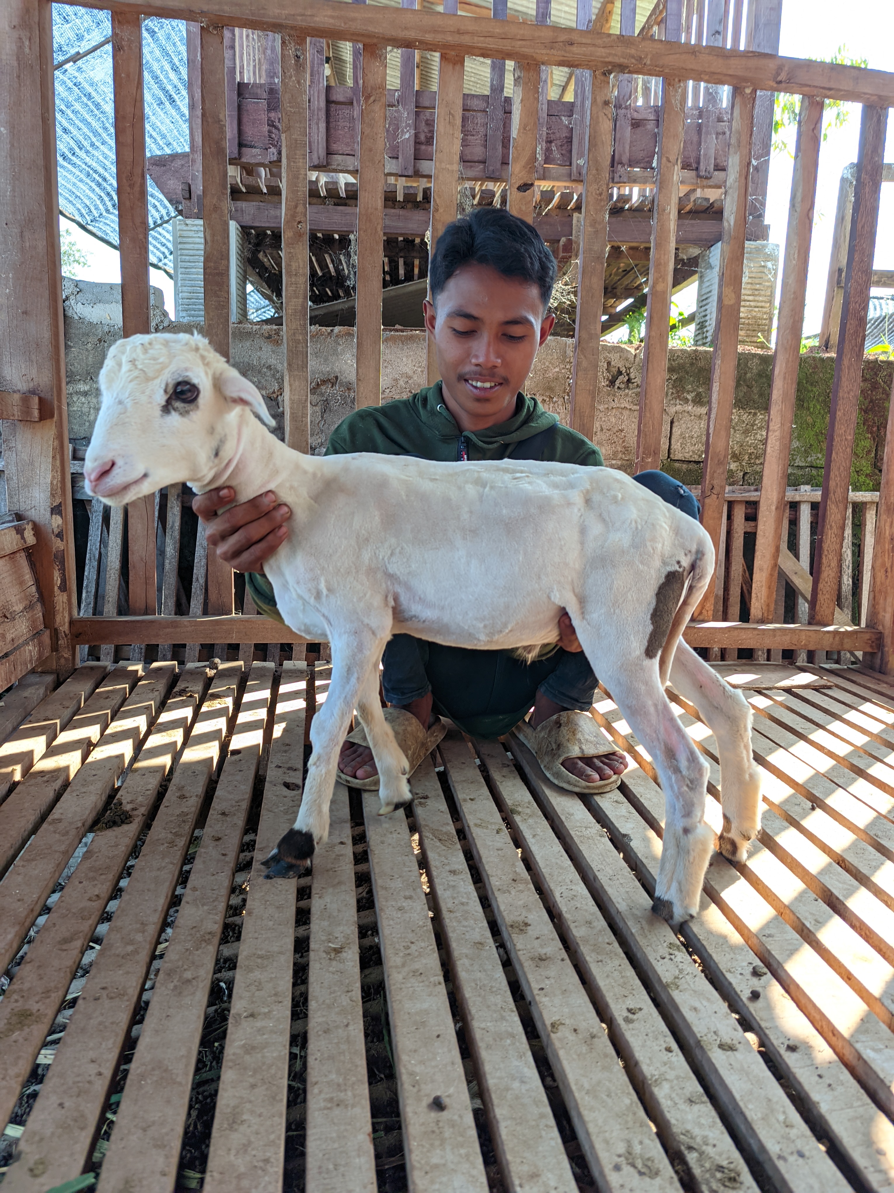 Qurban Salur bb 21-25 kg tagging 1416