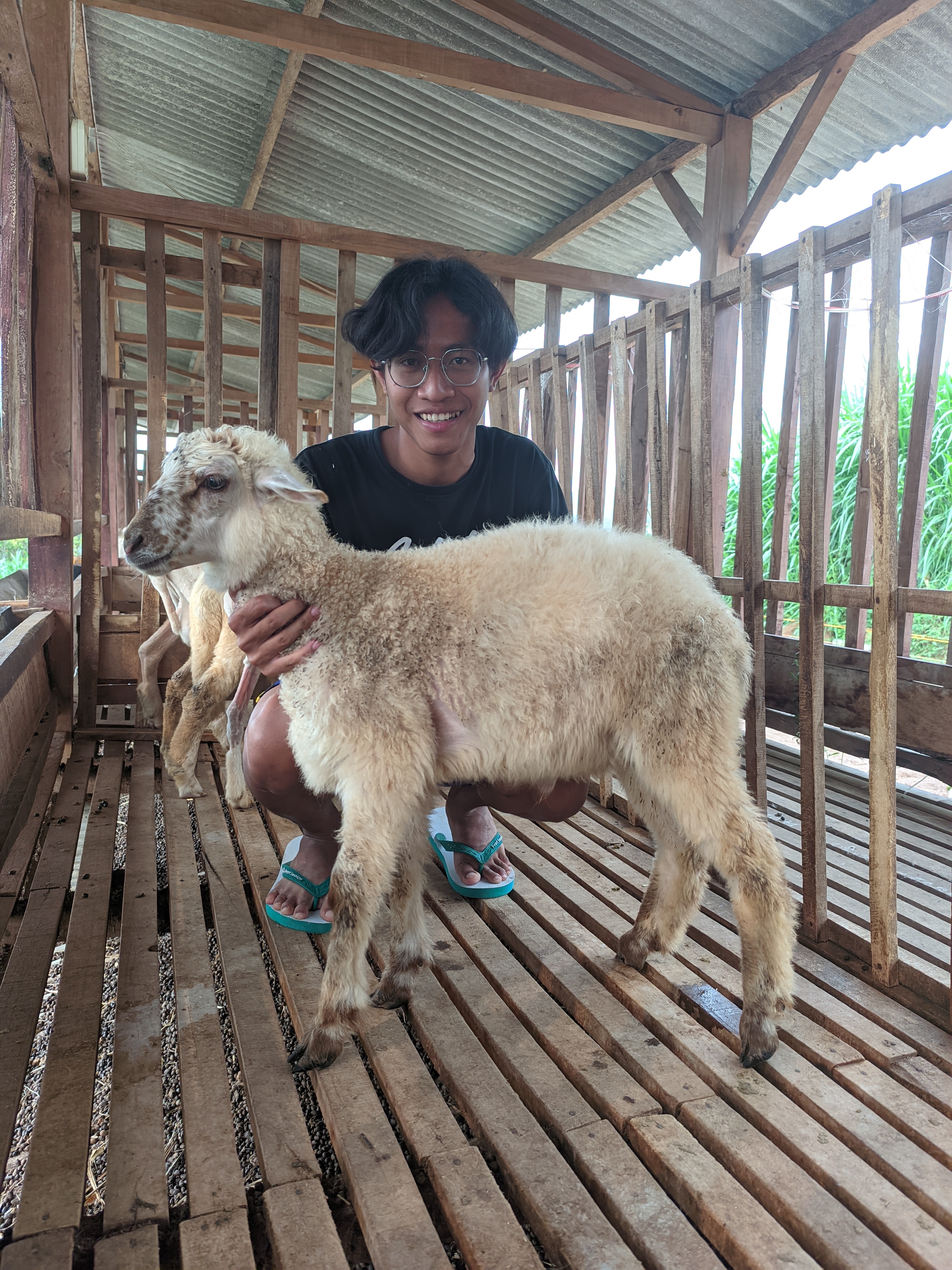 Qurban Salur bb 21-25 kg tagging 1535