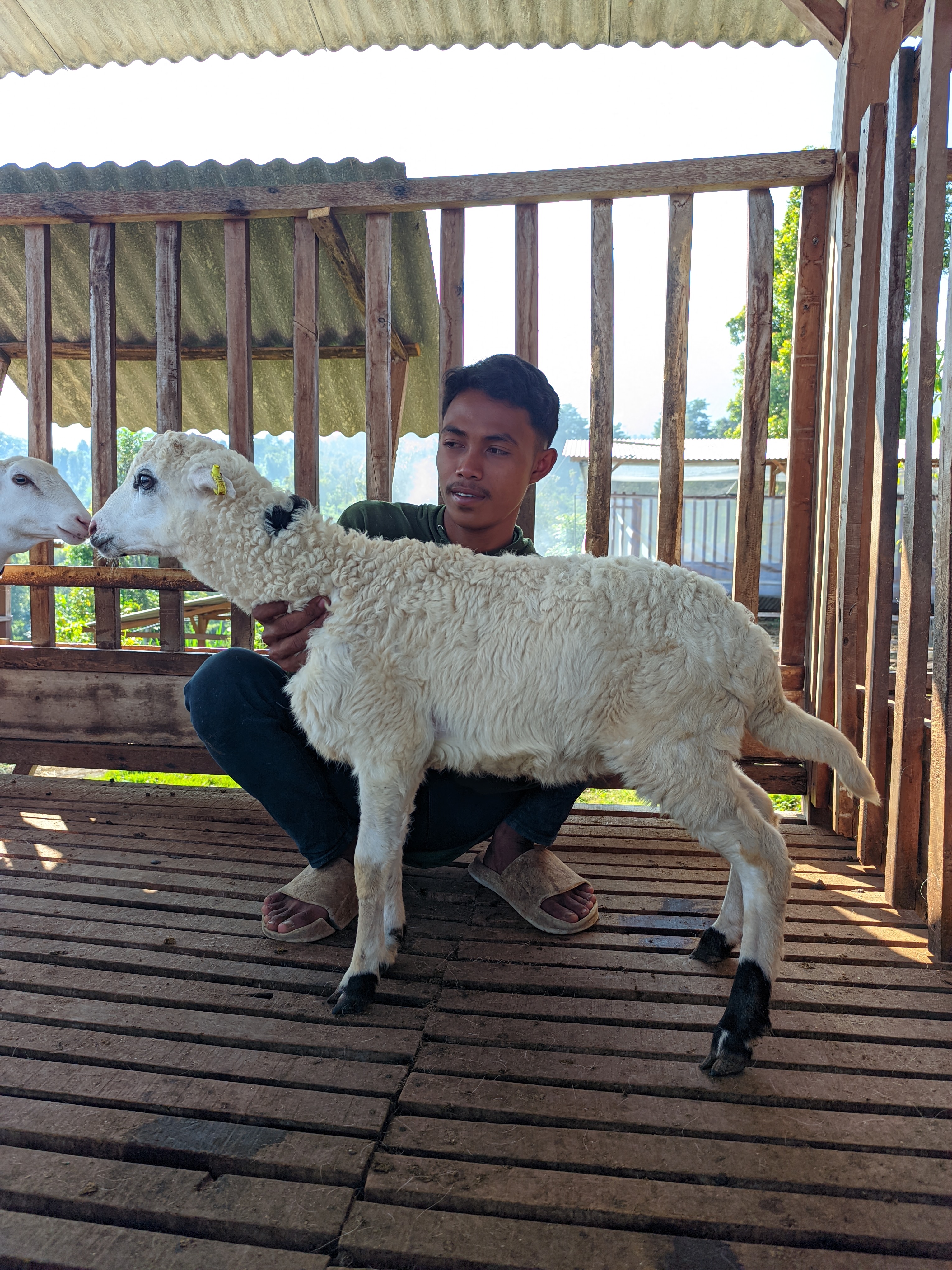 Qurban Salur bb 21-25 kg tagging 1433