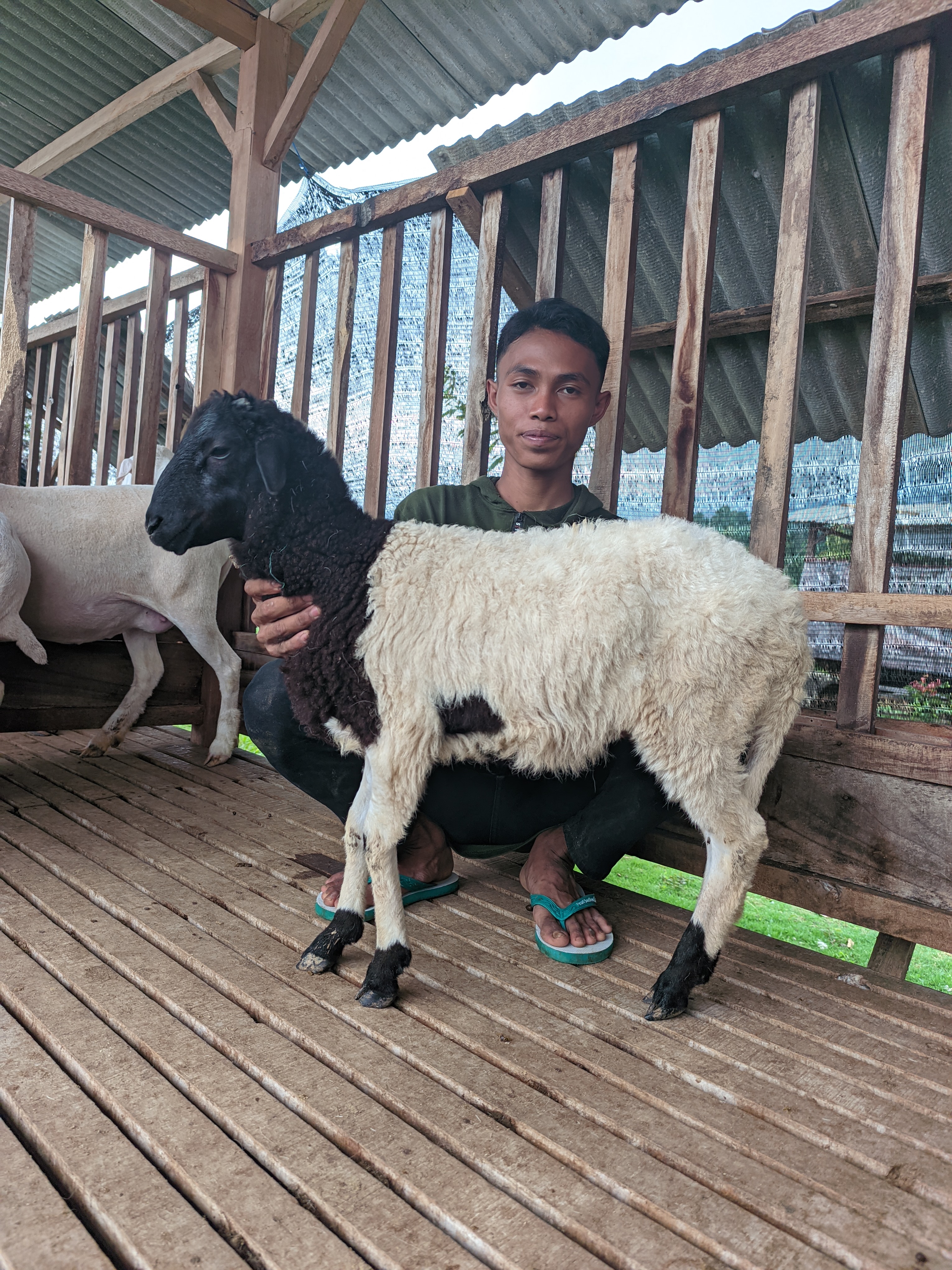Qurban Salur bb 21-25 kg tagging 1540