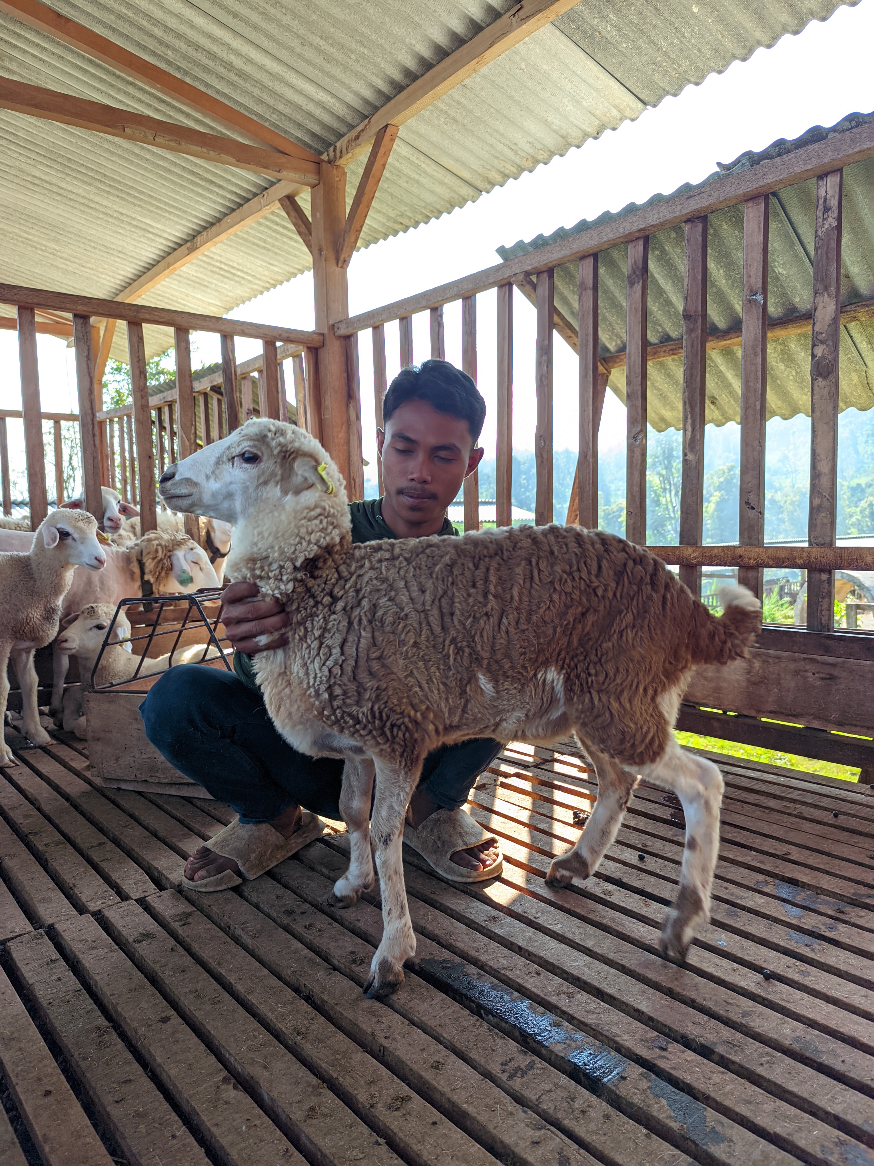 Qurban Salur bb 21-25 kg tagging 1428