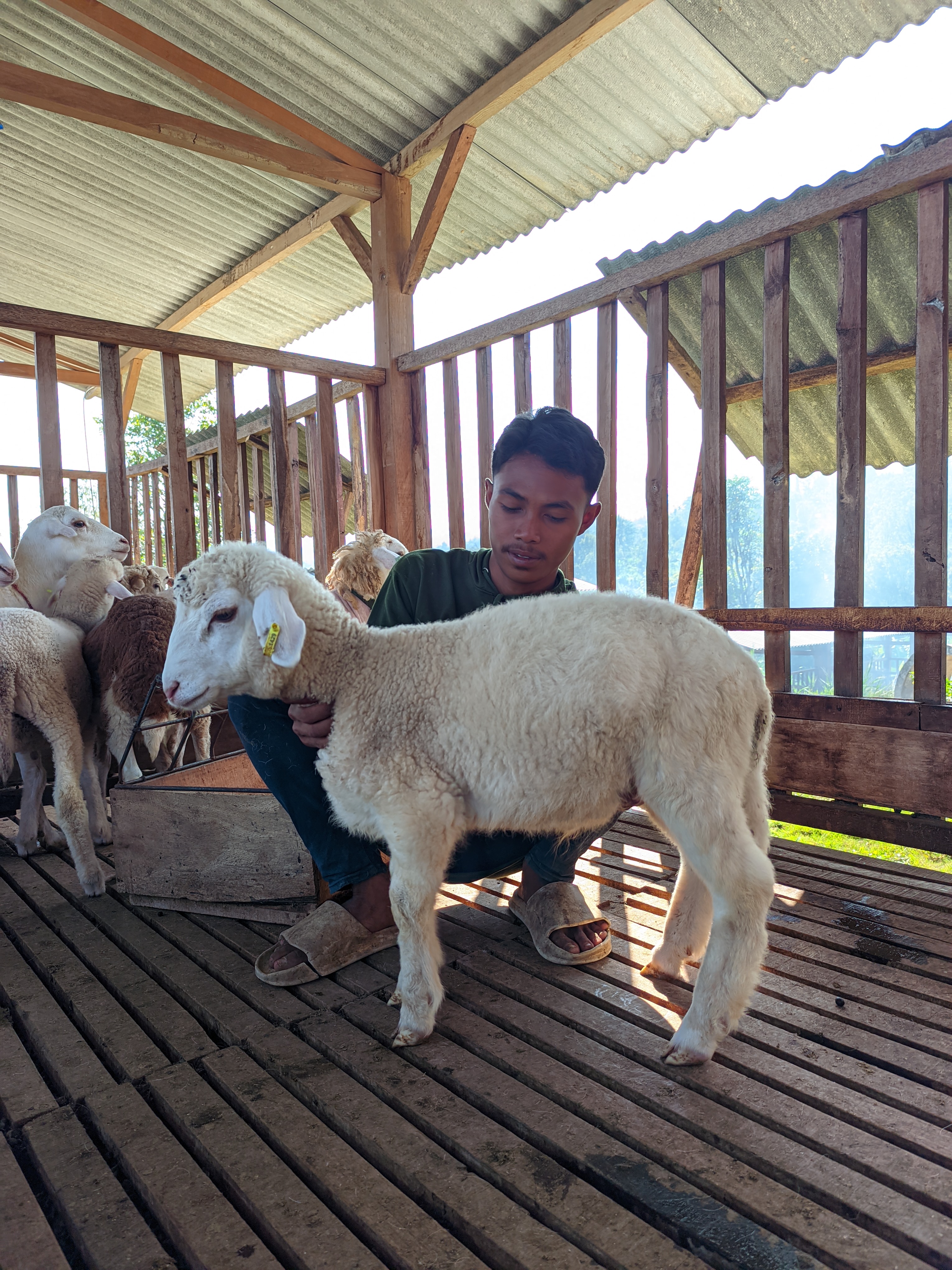Qurban Salur bb 26-30 kg tagging 1429