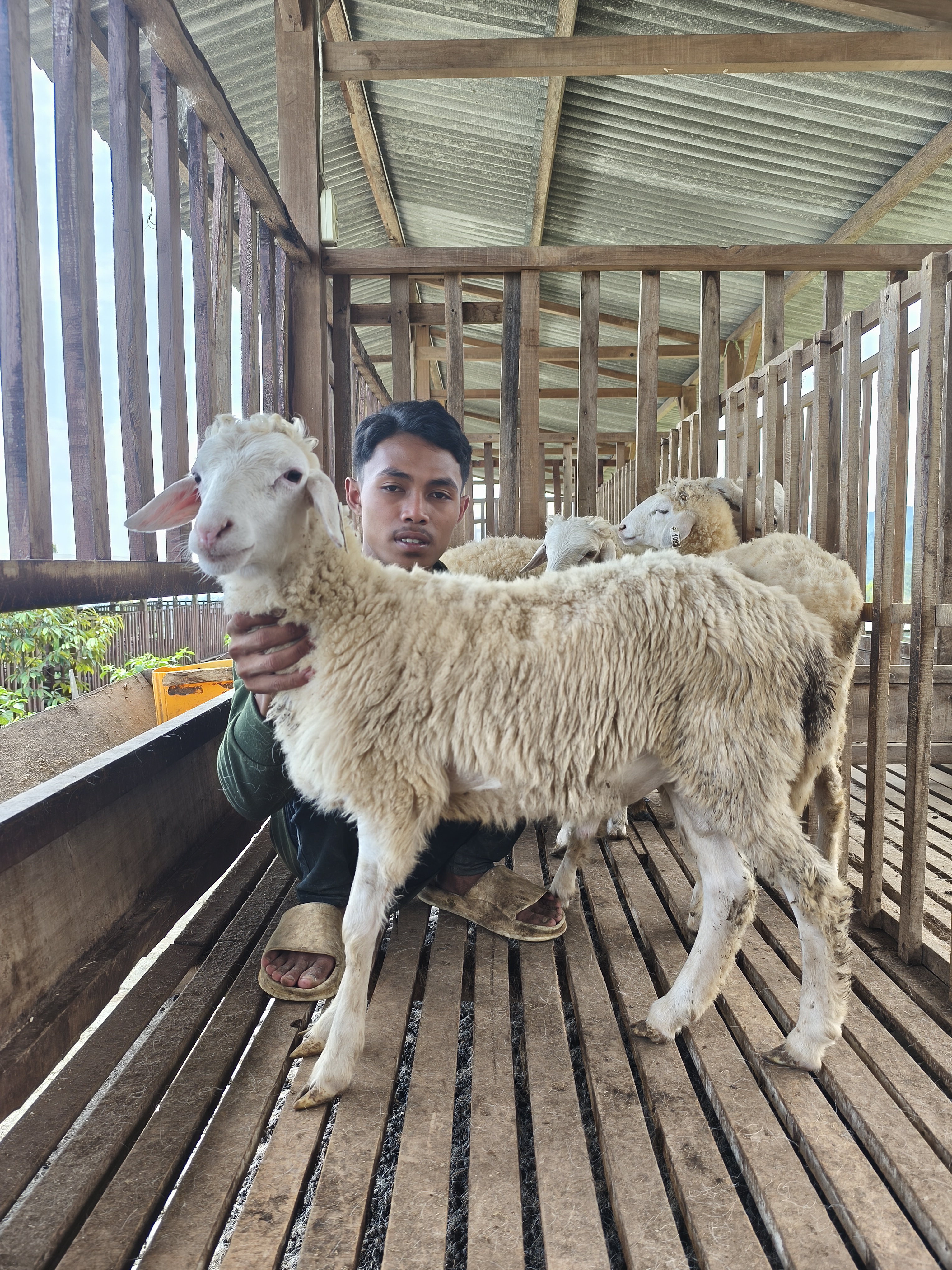 Qurban Salur bb 26-30 kg tagging 1587
