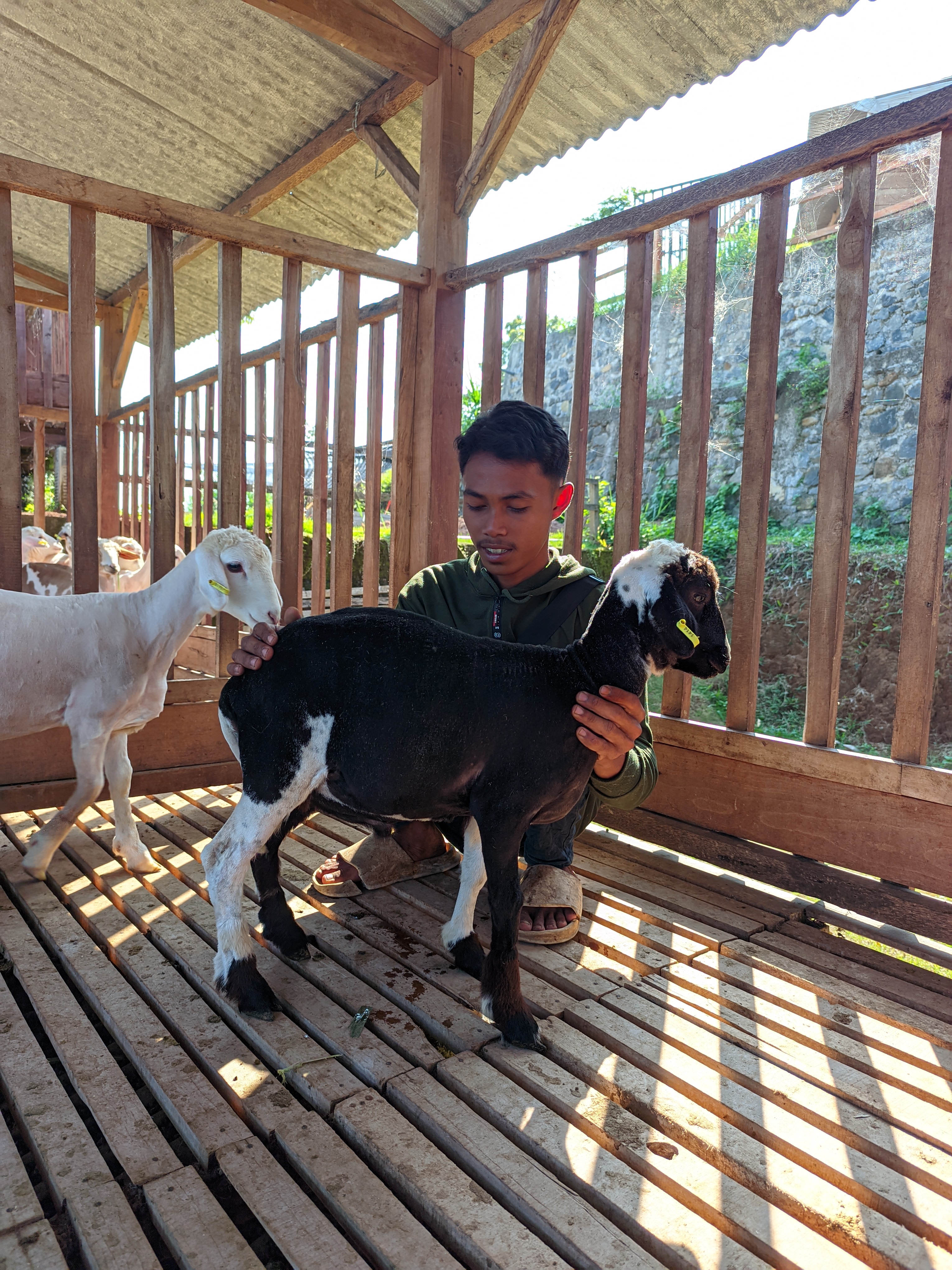 Qurban Salur bb 26-30 kg tagging 1414