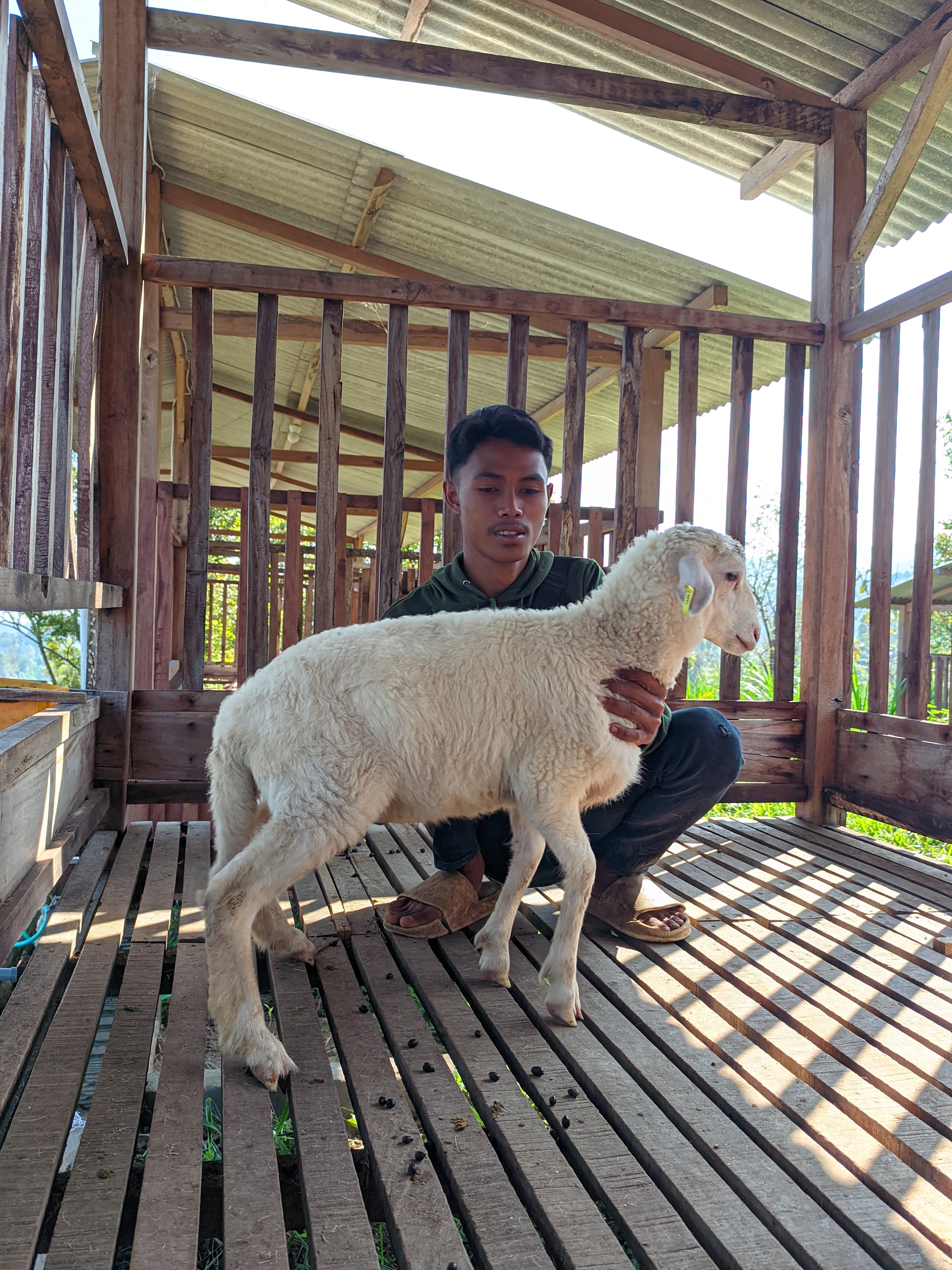 Qurban Salur bb 26-30 kg tagging 1440