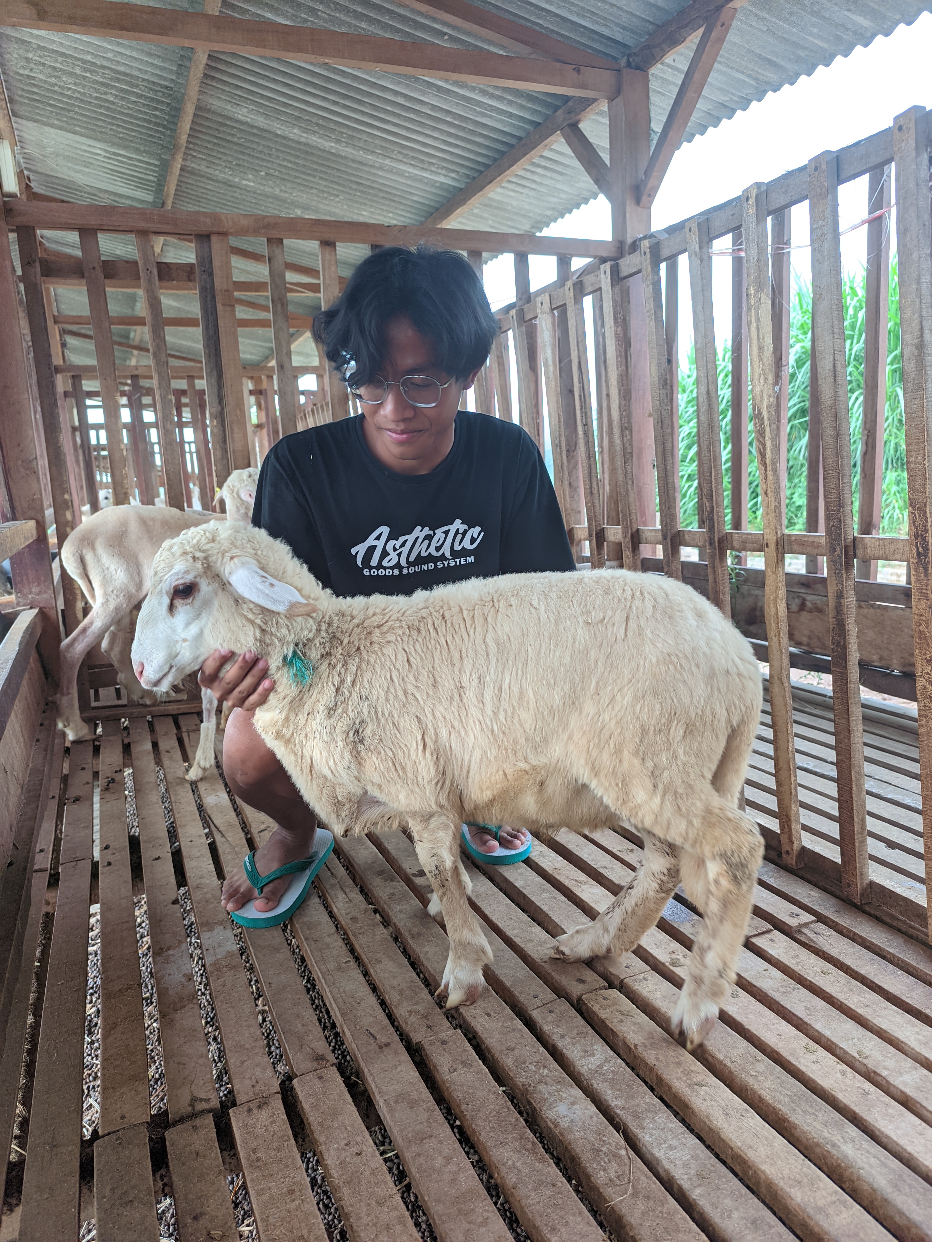 Qurban Salur bb 26-30 kg tagging 1597