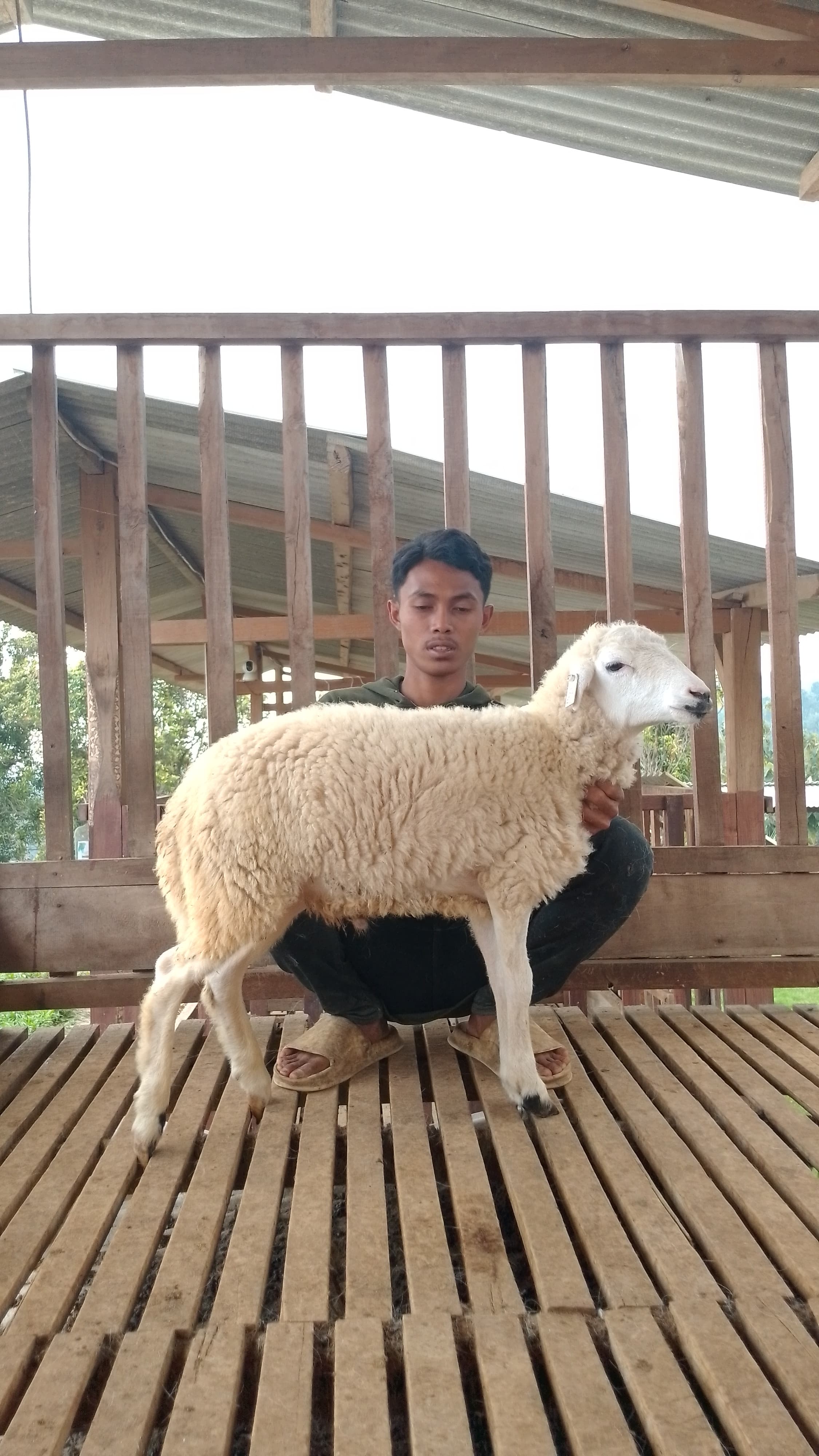 Qurban Salur bb 26-30 kg tagging 1207