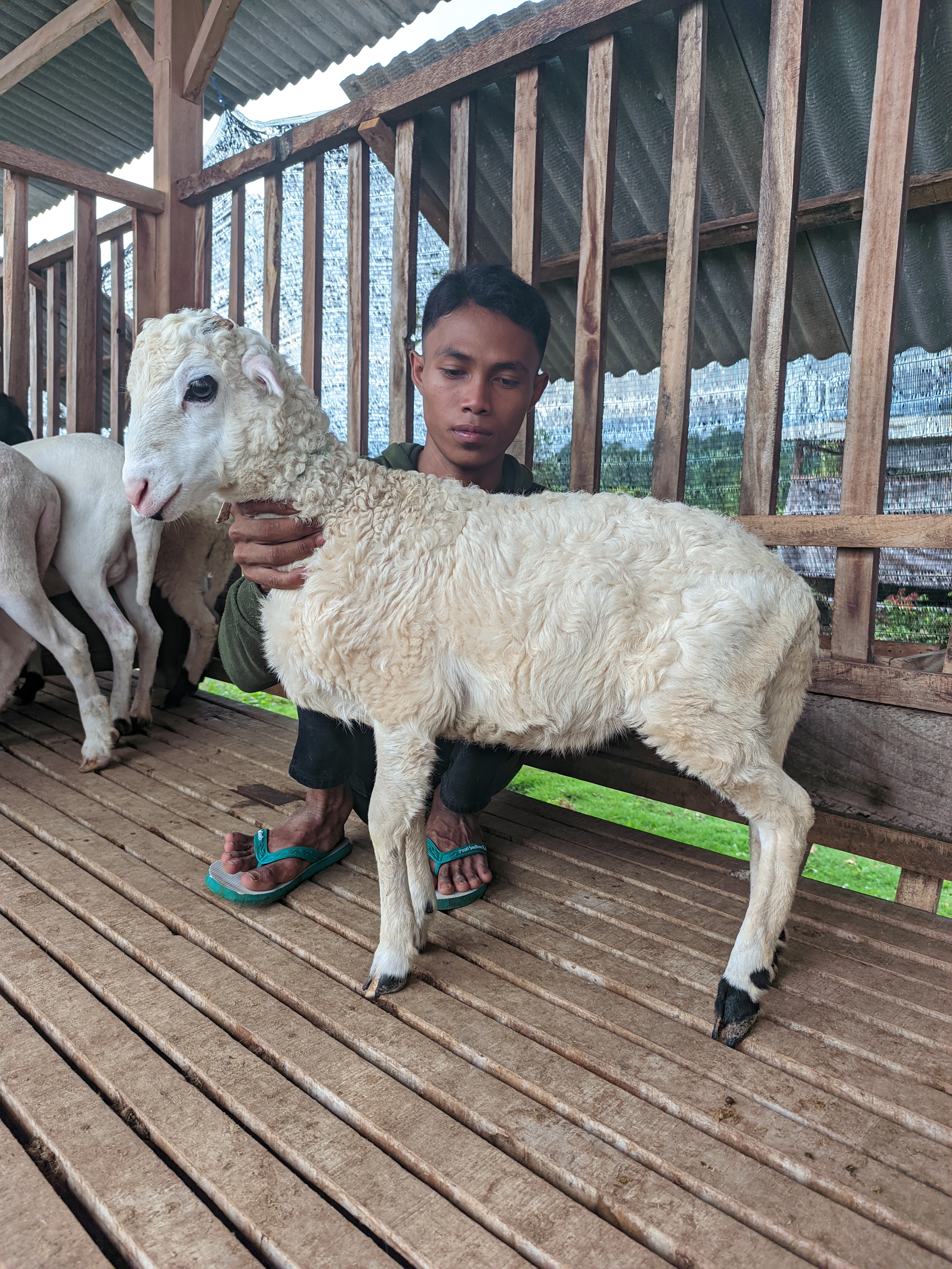 Qurban Salur bb 26-30 kg tagging 1528