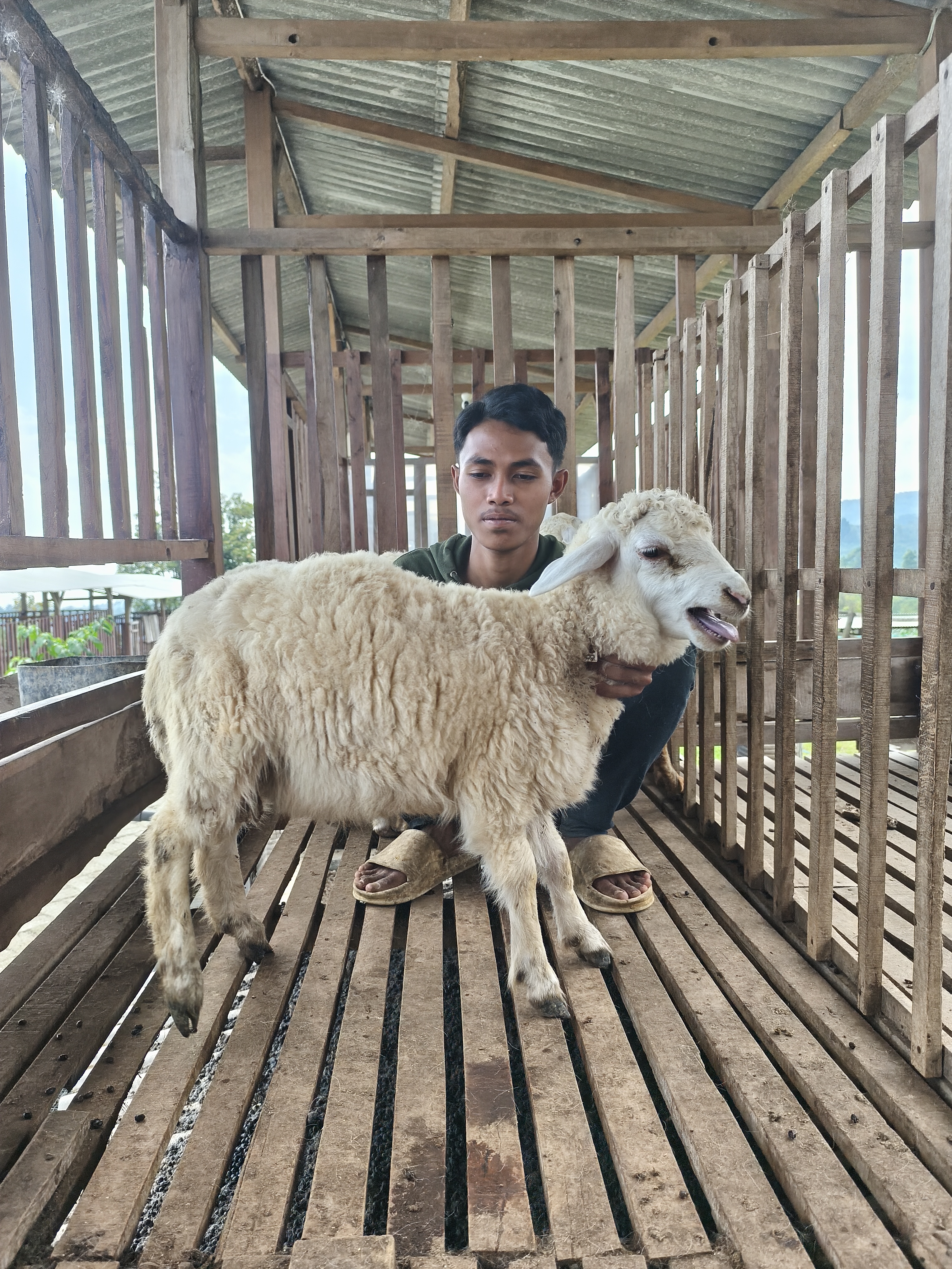 Qurban Salur bb 26-30 kg tagging1315