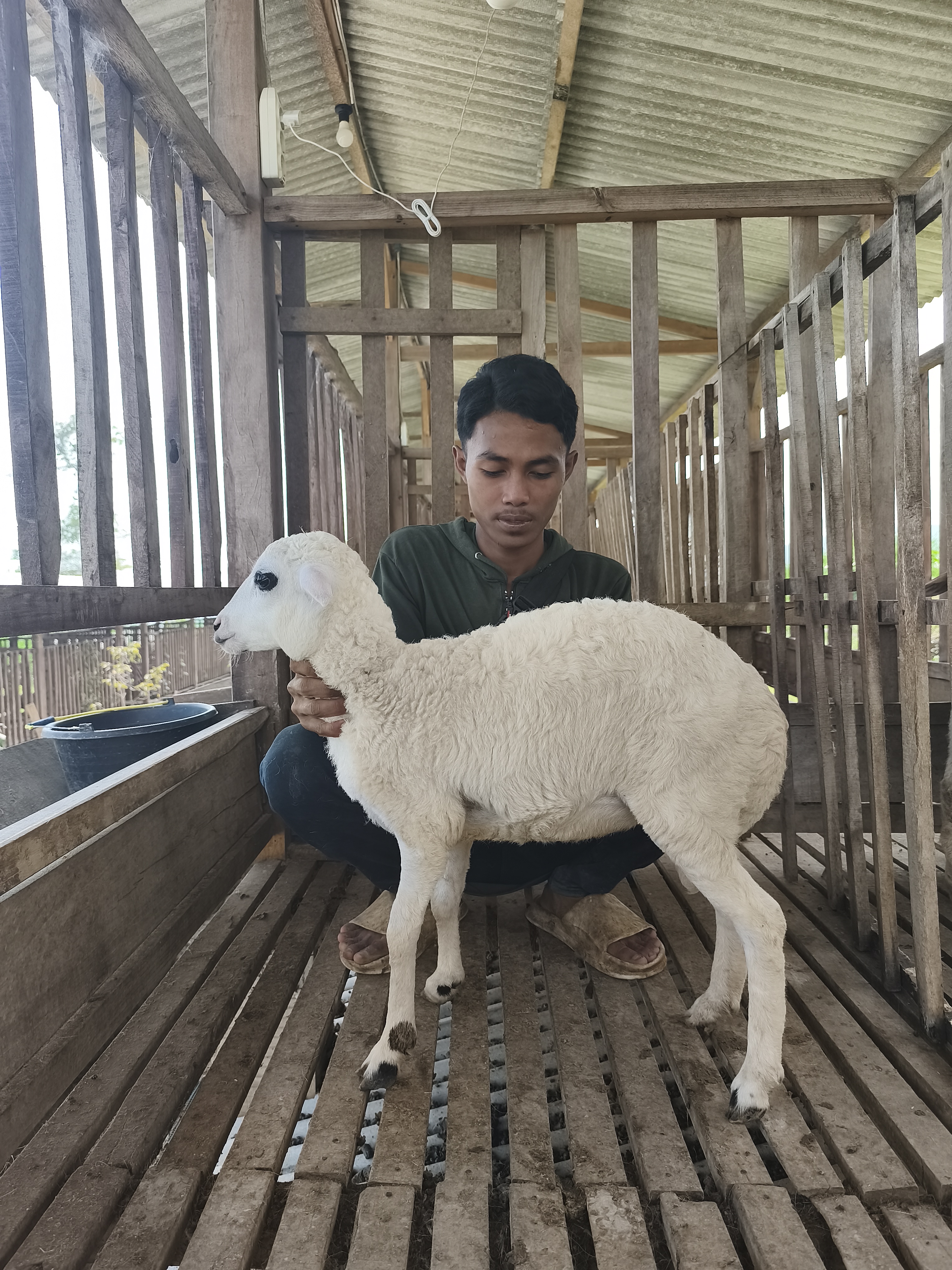 Qurban Salur bb 26-30 kg tagging 1333