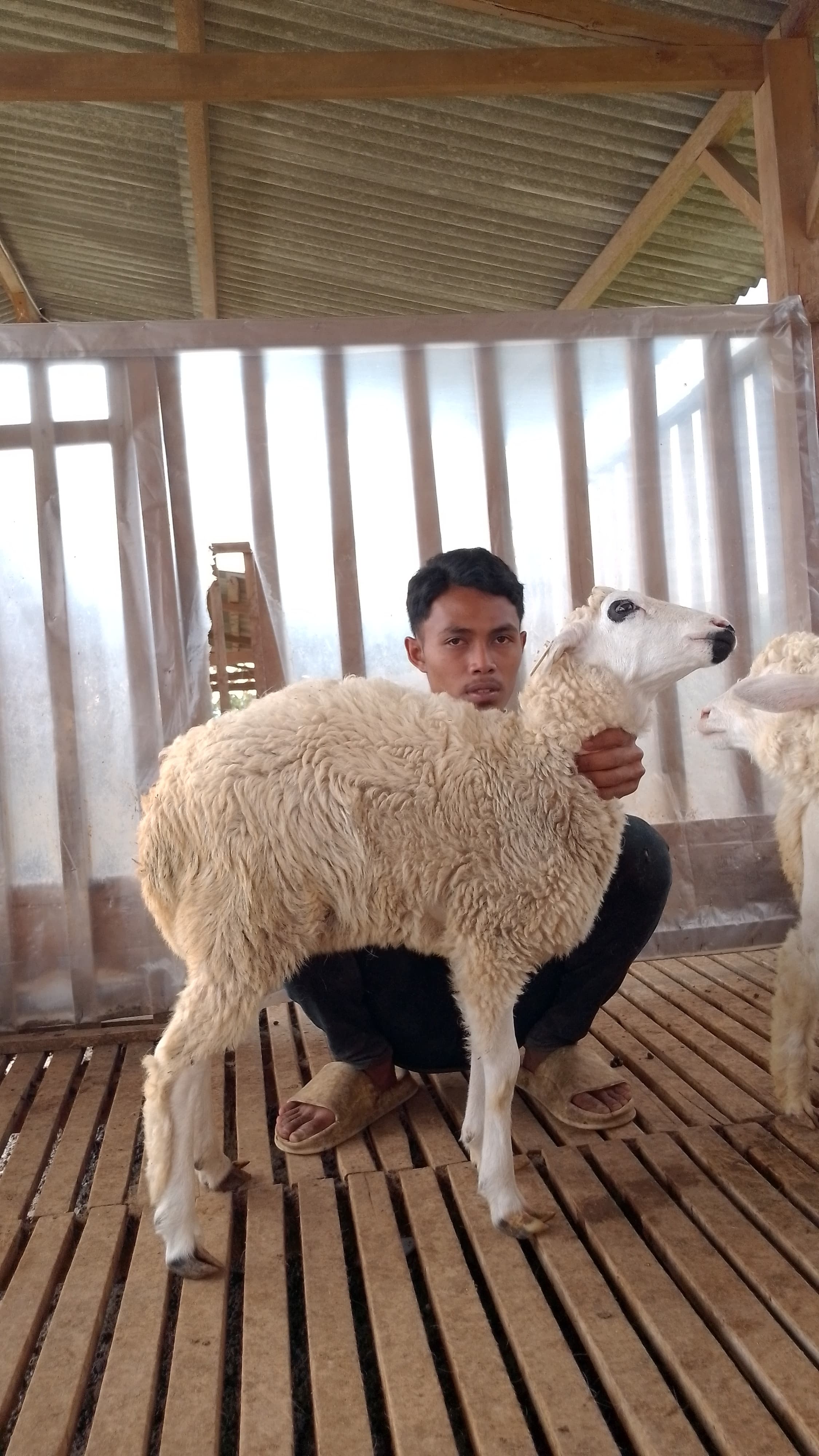 Qurban Salur bb 26-30 kg tagging 1217