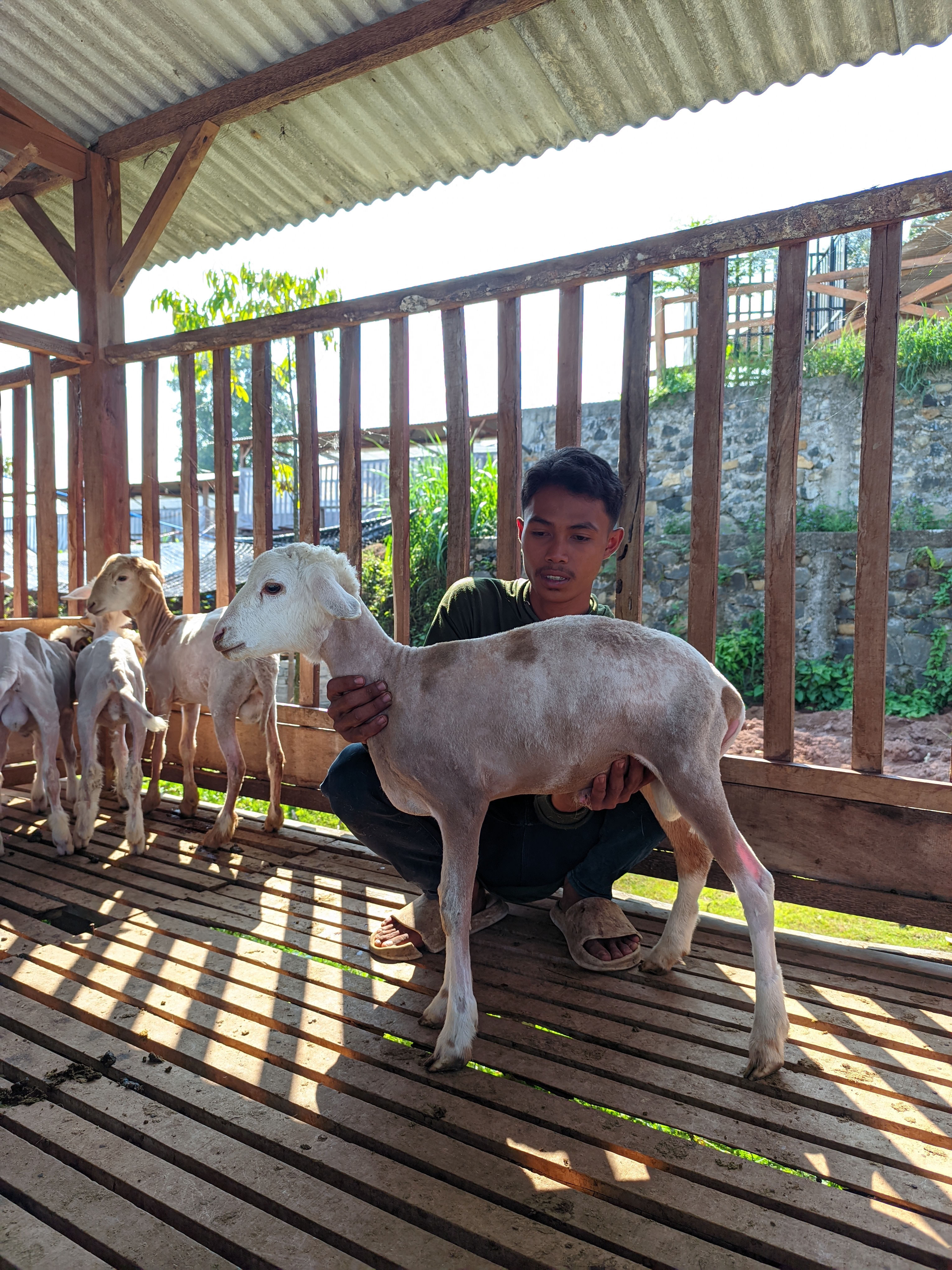 Qurban Salur bb 21-25 kg tagging 1332