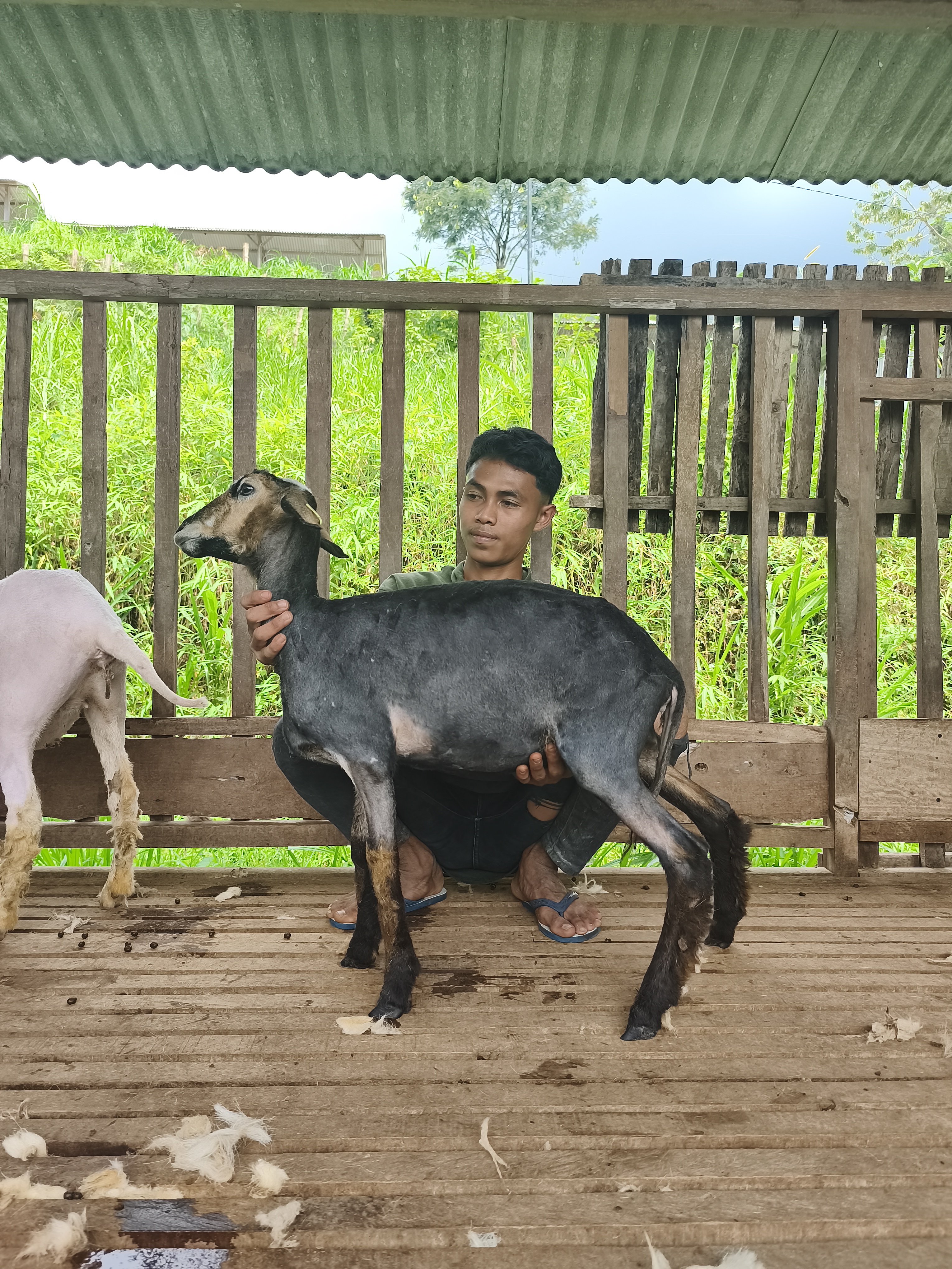 Qurban Salur BB 21-25 kg Tagging 1653
