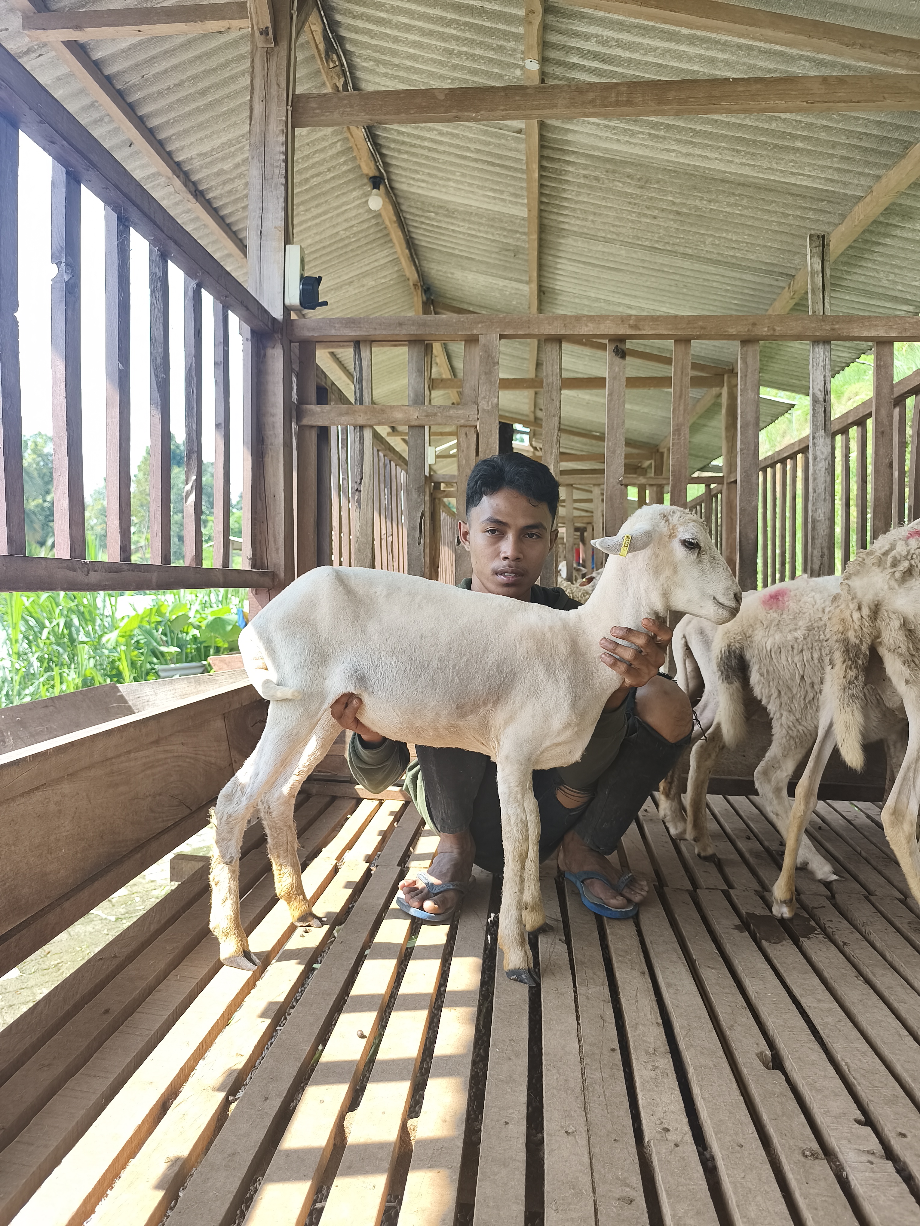 Qurban Salur BB 21-25 kg Tagging 1677
