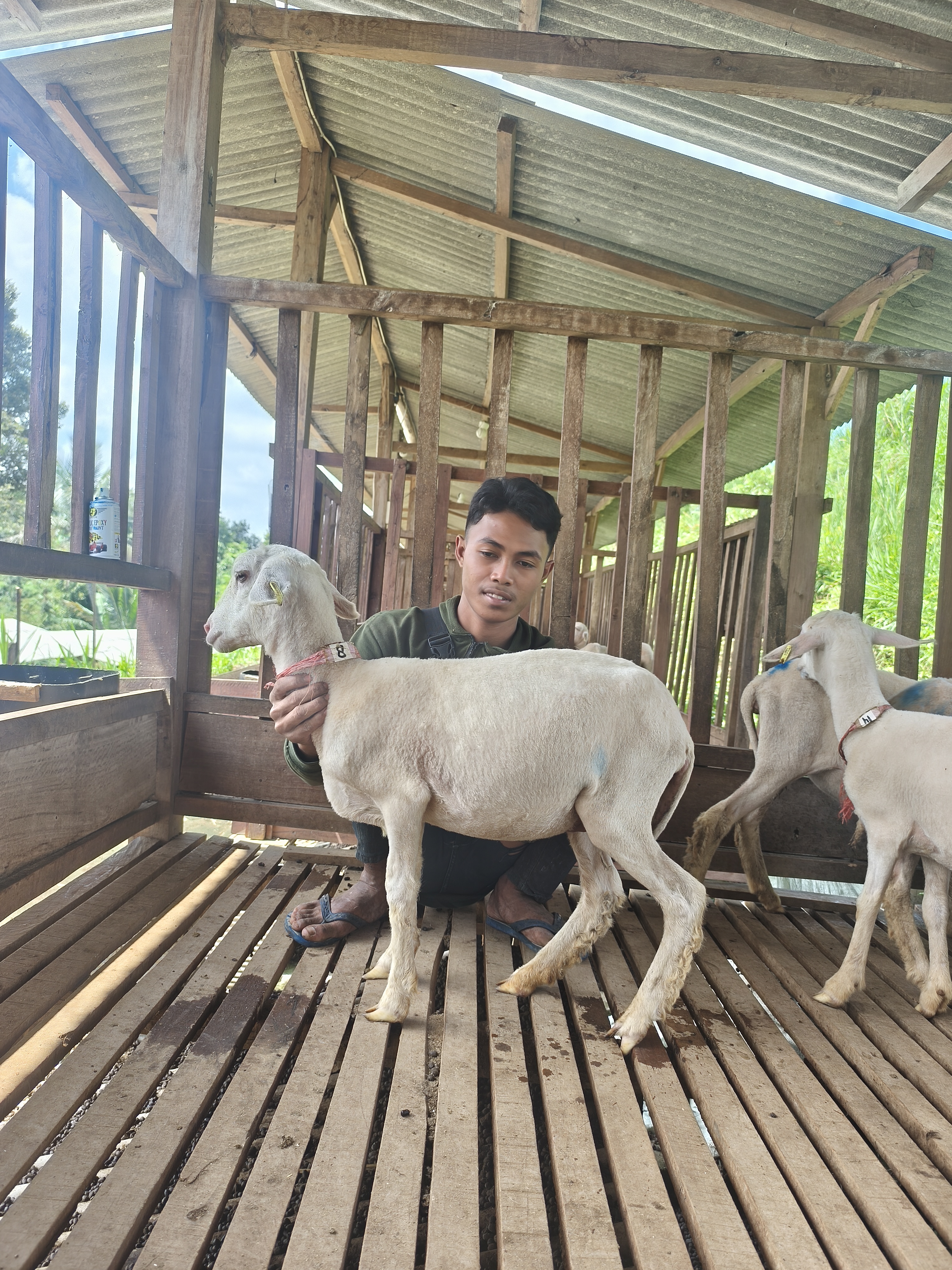 Qurban Salur BB 21-25 kg Tagging 1621