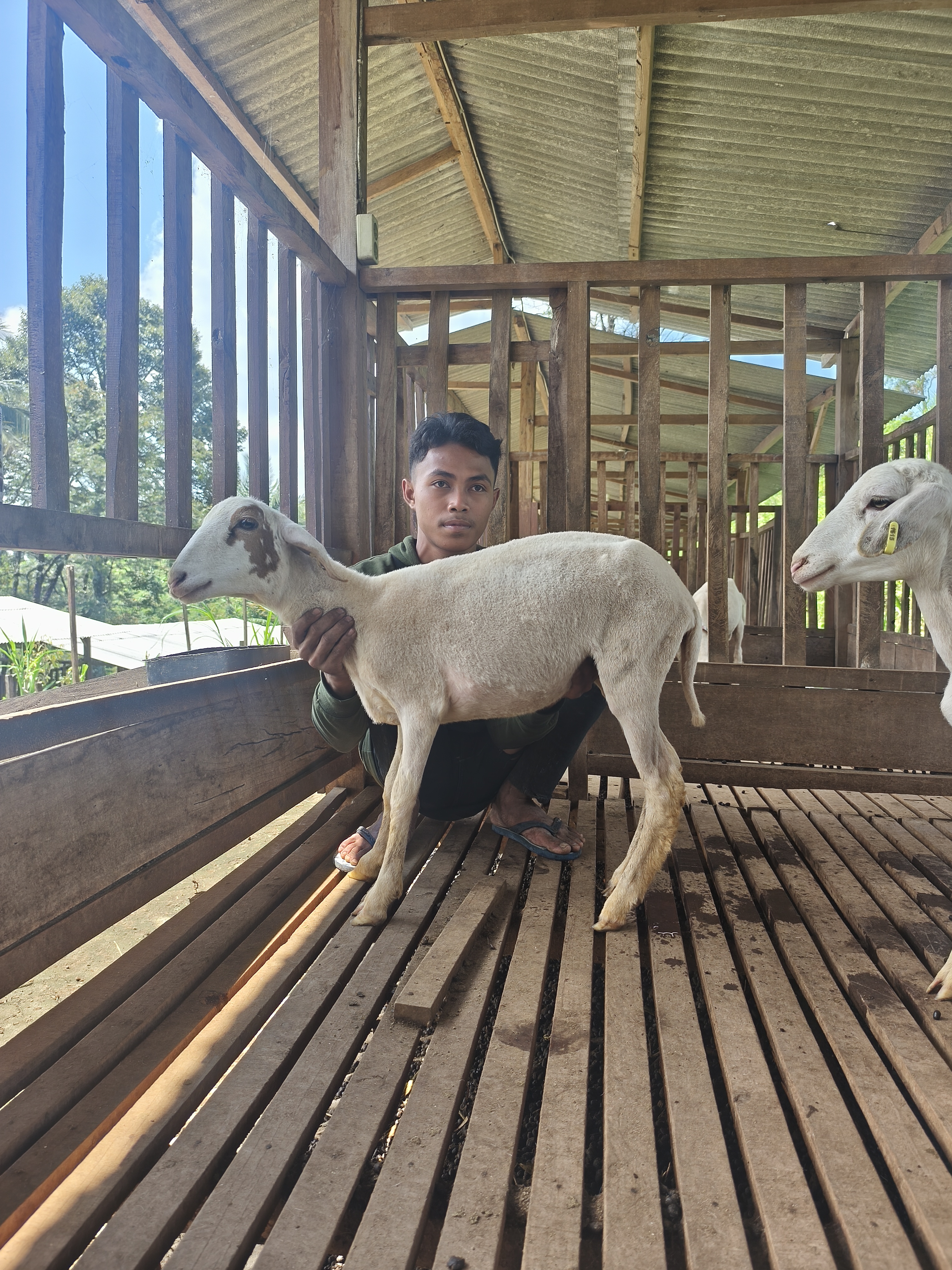 Qurban Salur BB 21-25 kg Tagging 1619