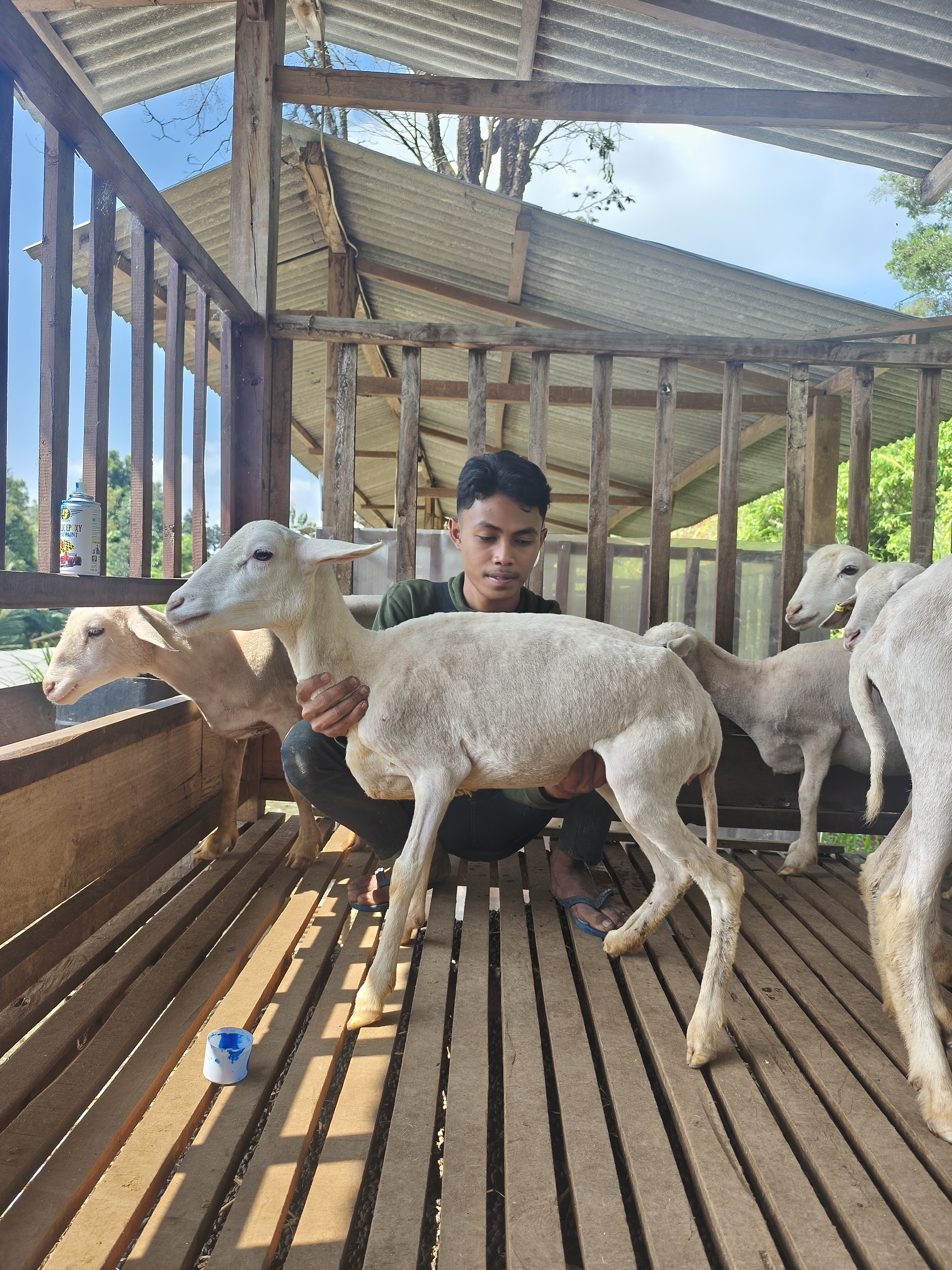 Qurban Salur BB 21-25 kg Tagging 1685