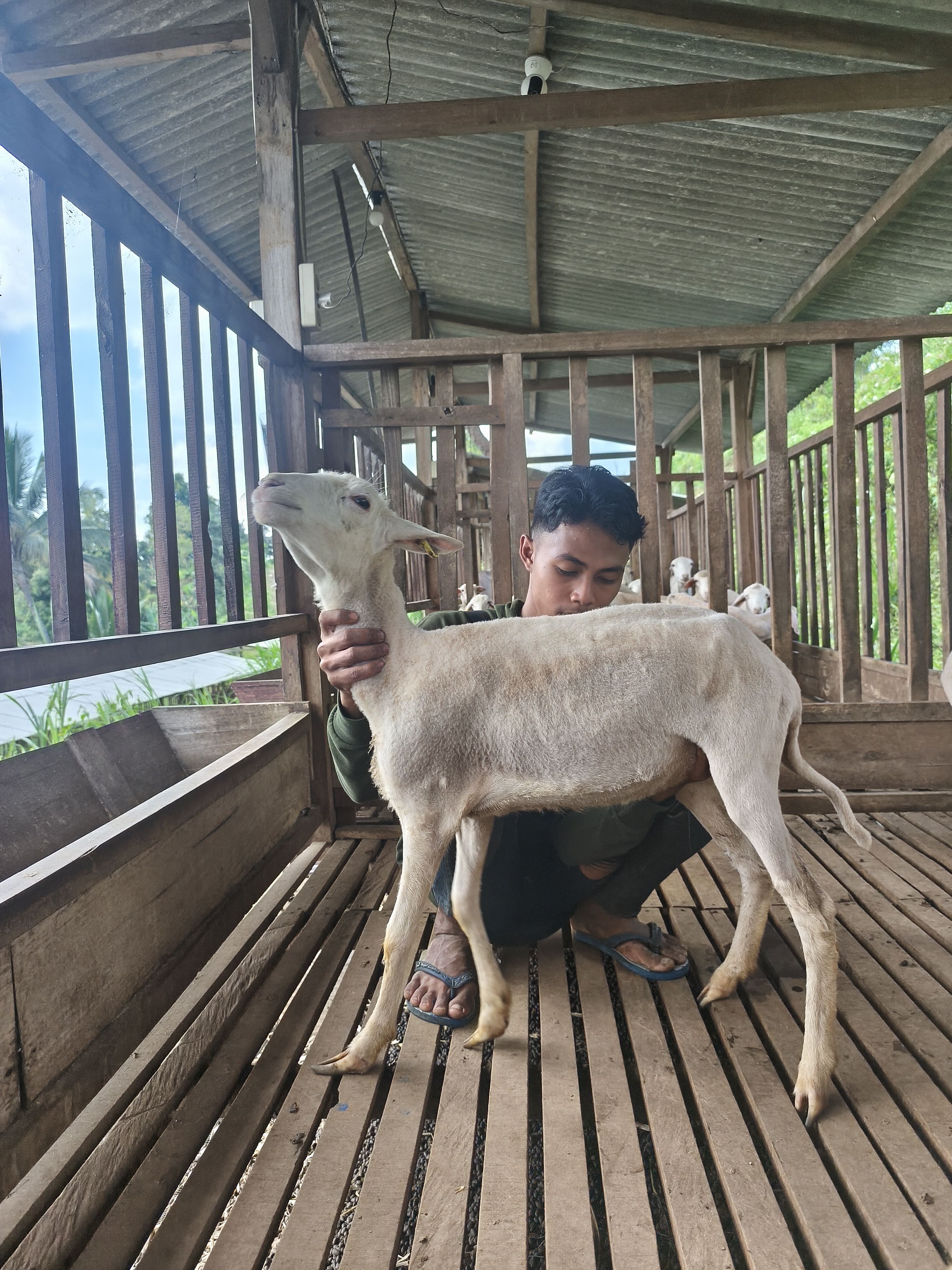 Qurban Salur BB 21-25 kg Tagging 1659