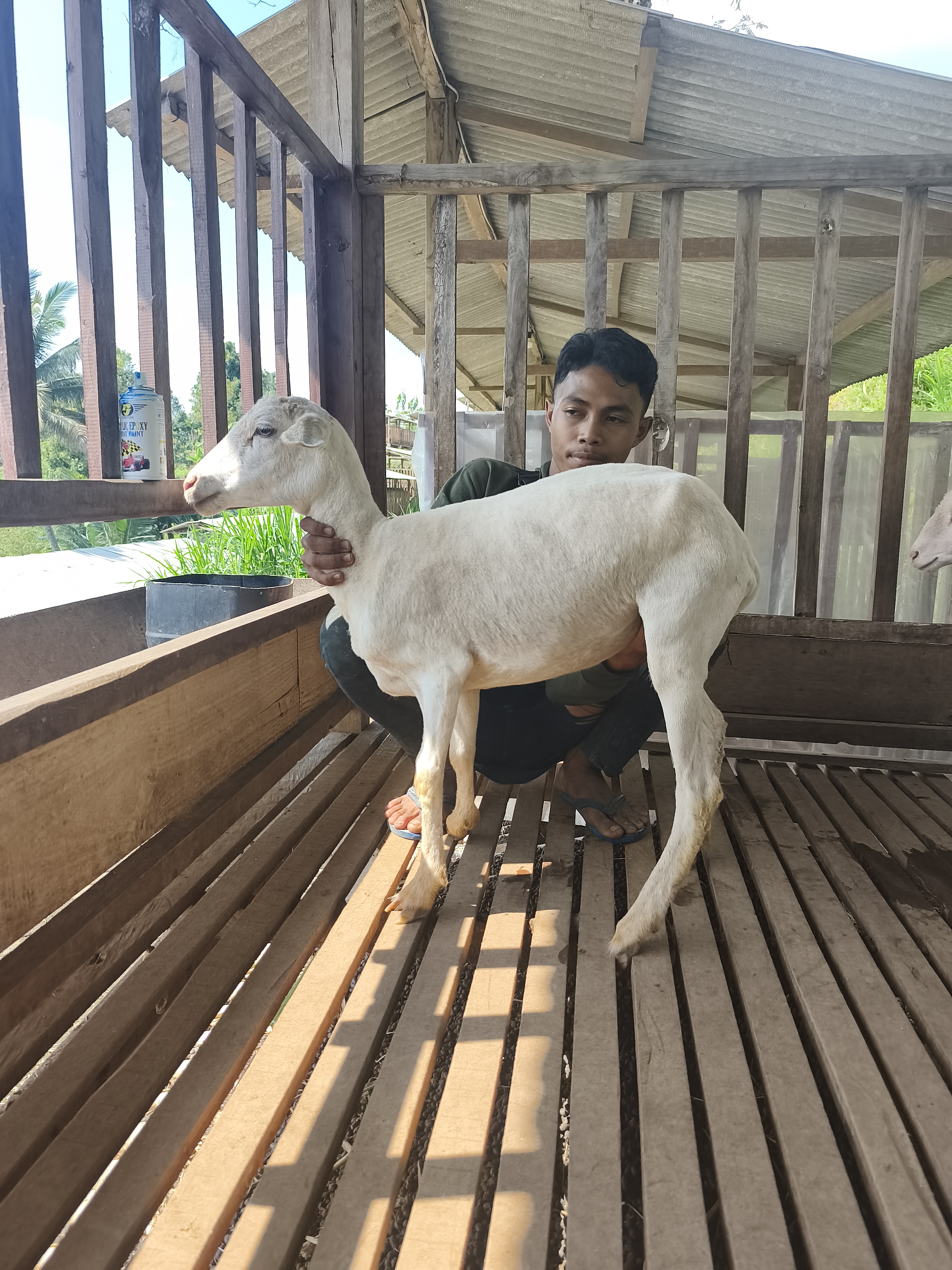 Qurban Salur BB 21-25 kg Tagging 1690