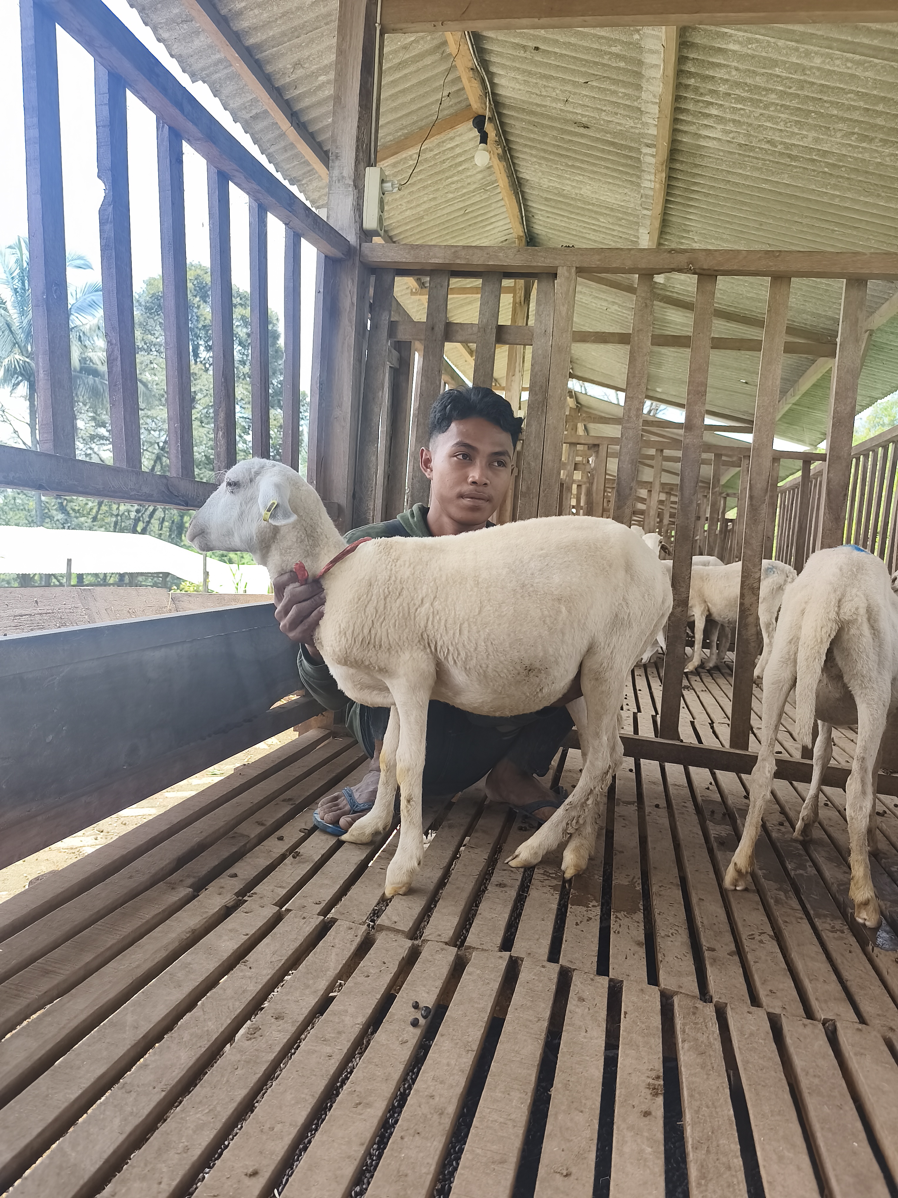 Qurban Salur BB 21-25 kg Tagging 1605