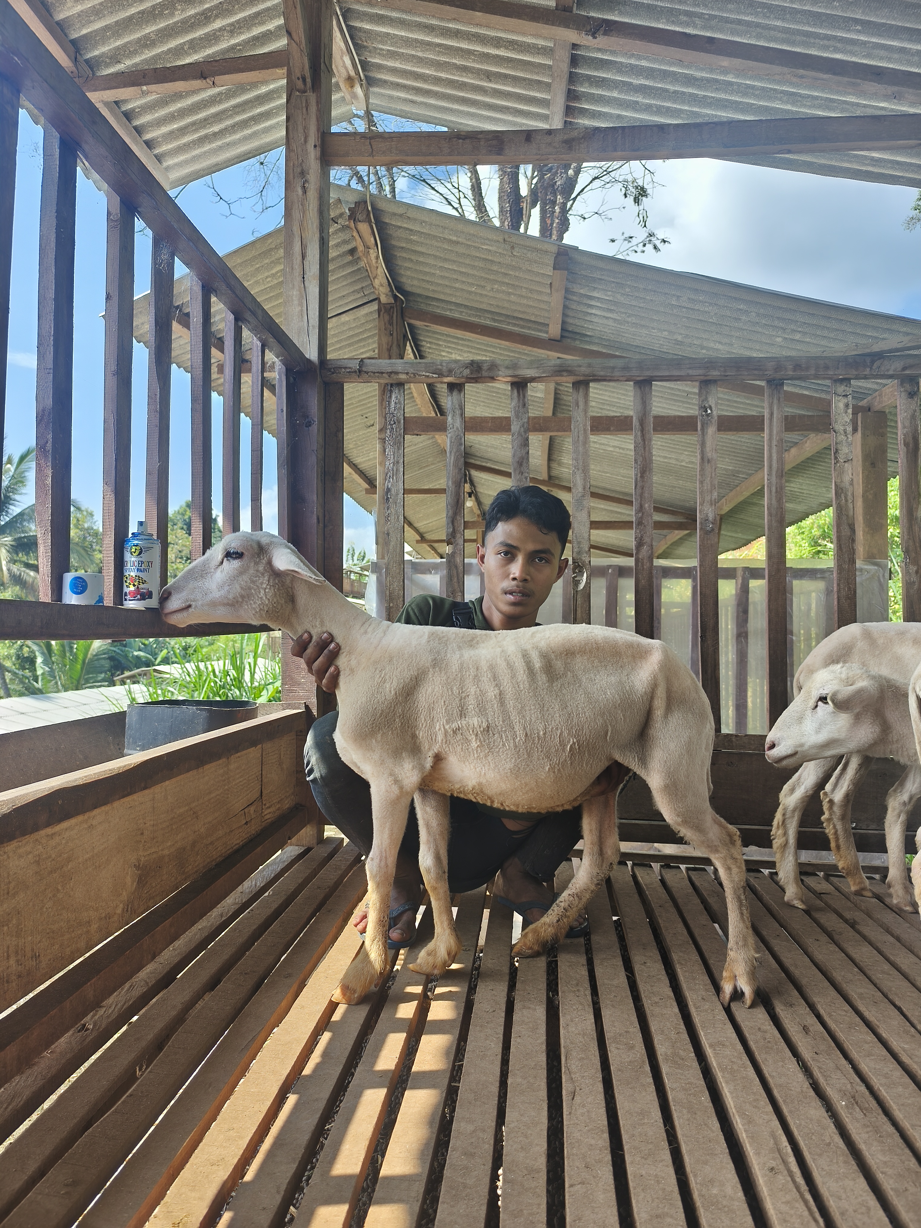 Qurban Salur BB 26-30 kg Tagging 1684
