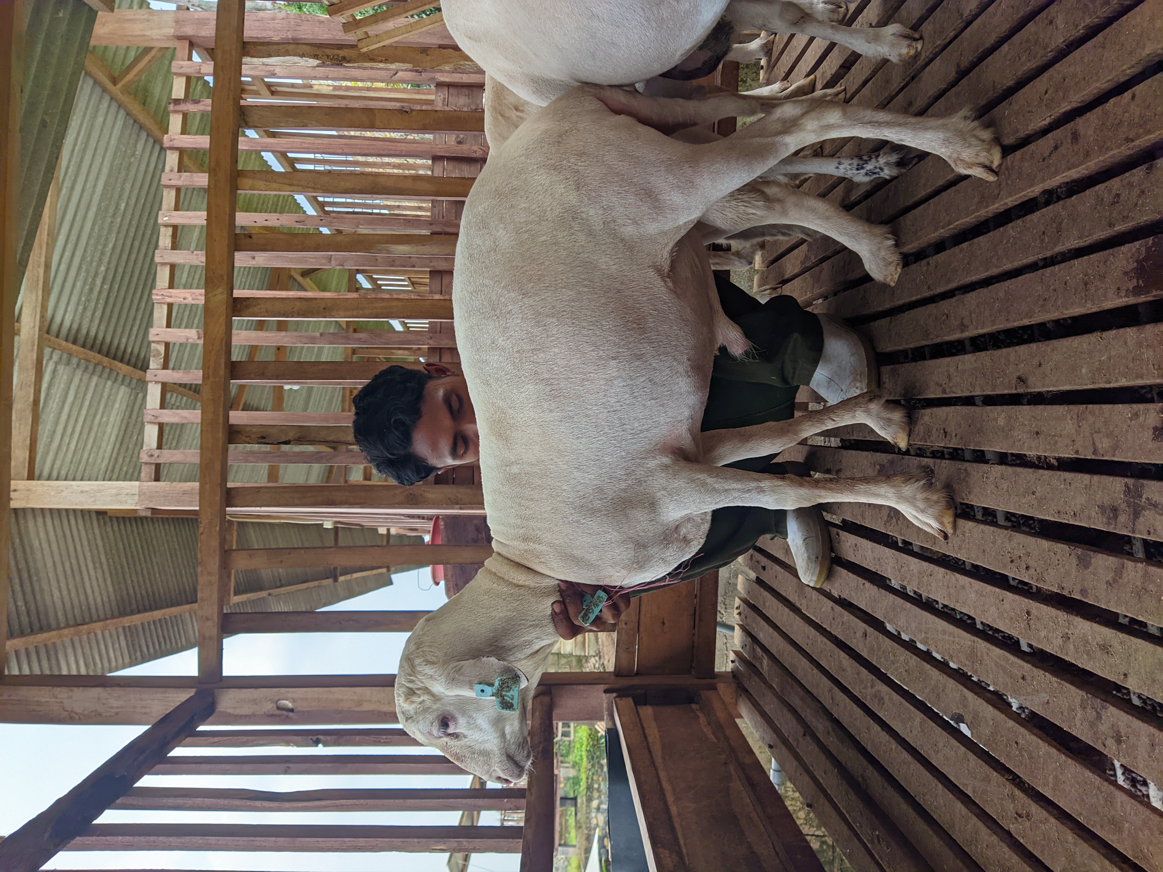 Qurban Salur bb 41-45 kg tagging 1339