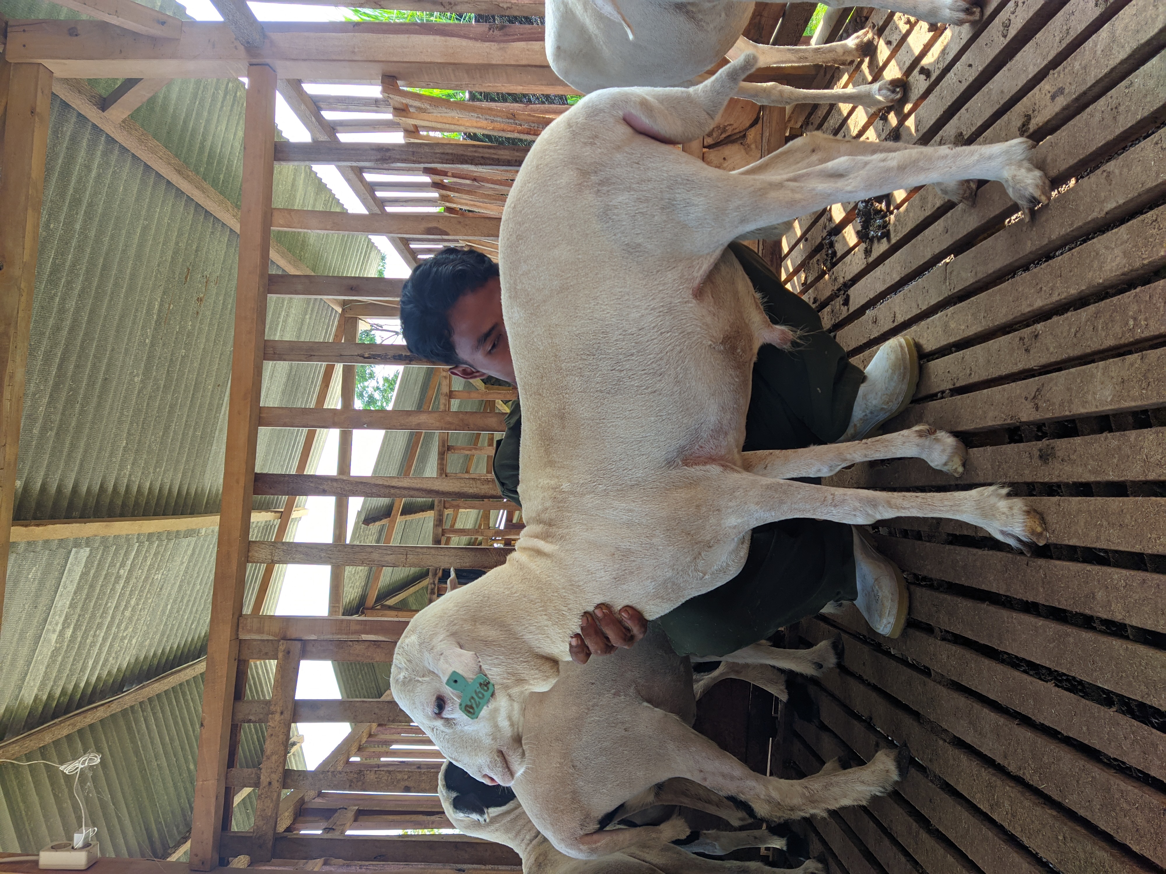 Qurban Salur bb 41-45 kg tagging 1373