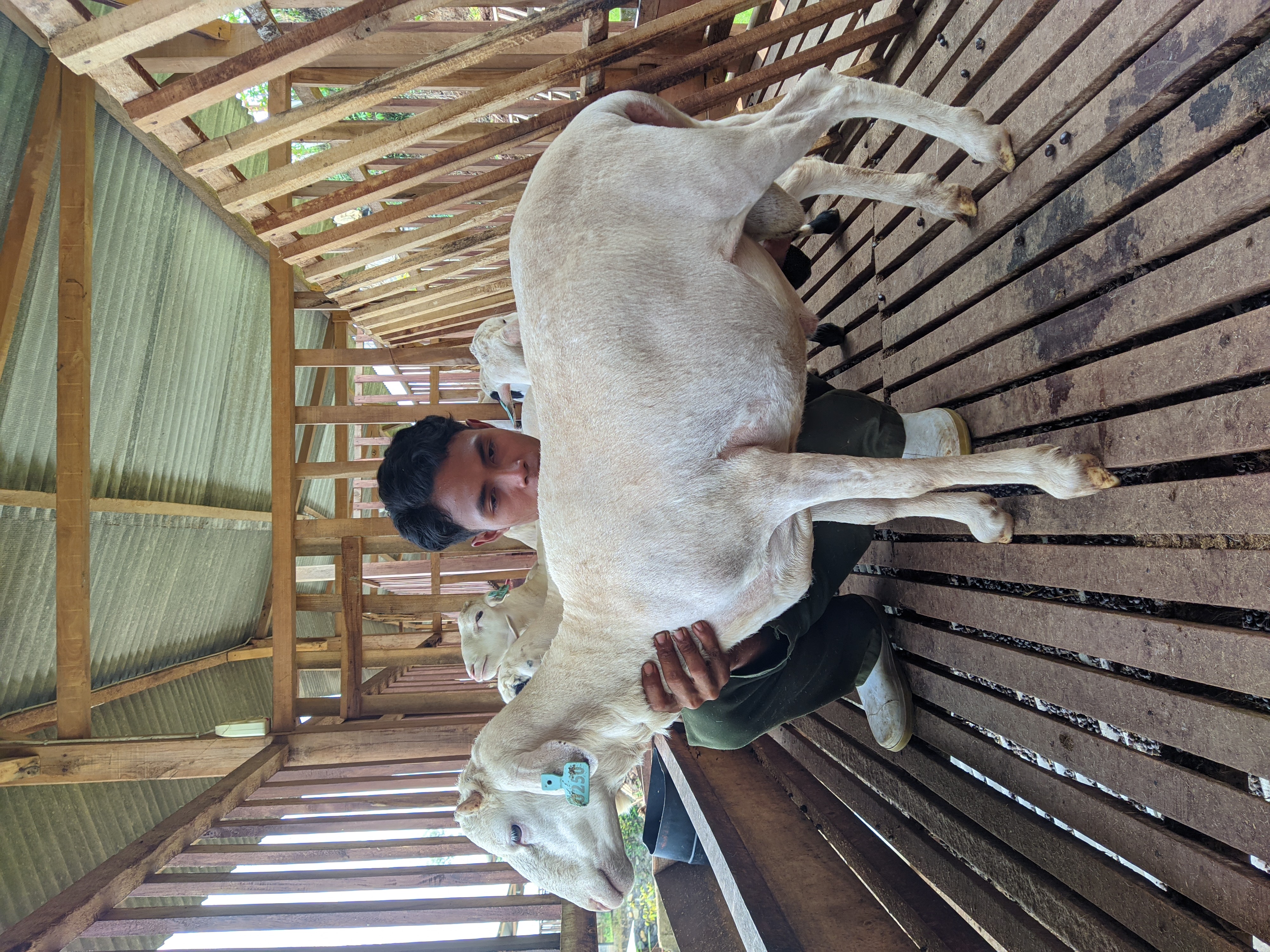 Qurban Salur bb 41-45 kg tagging 1371