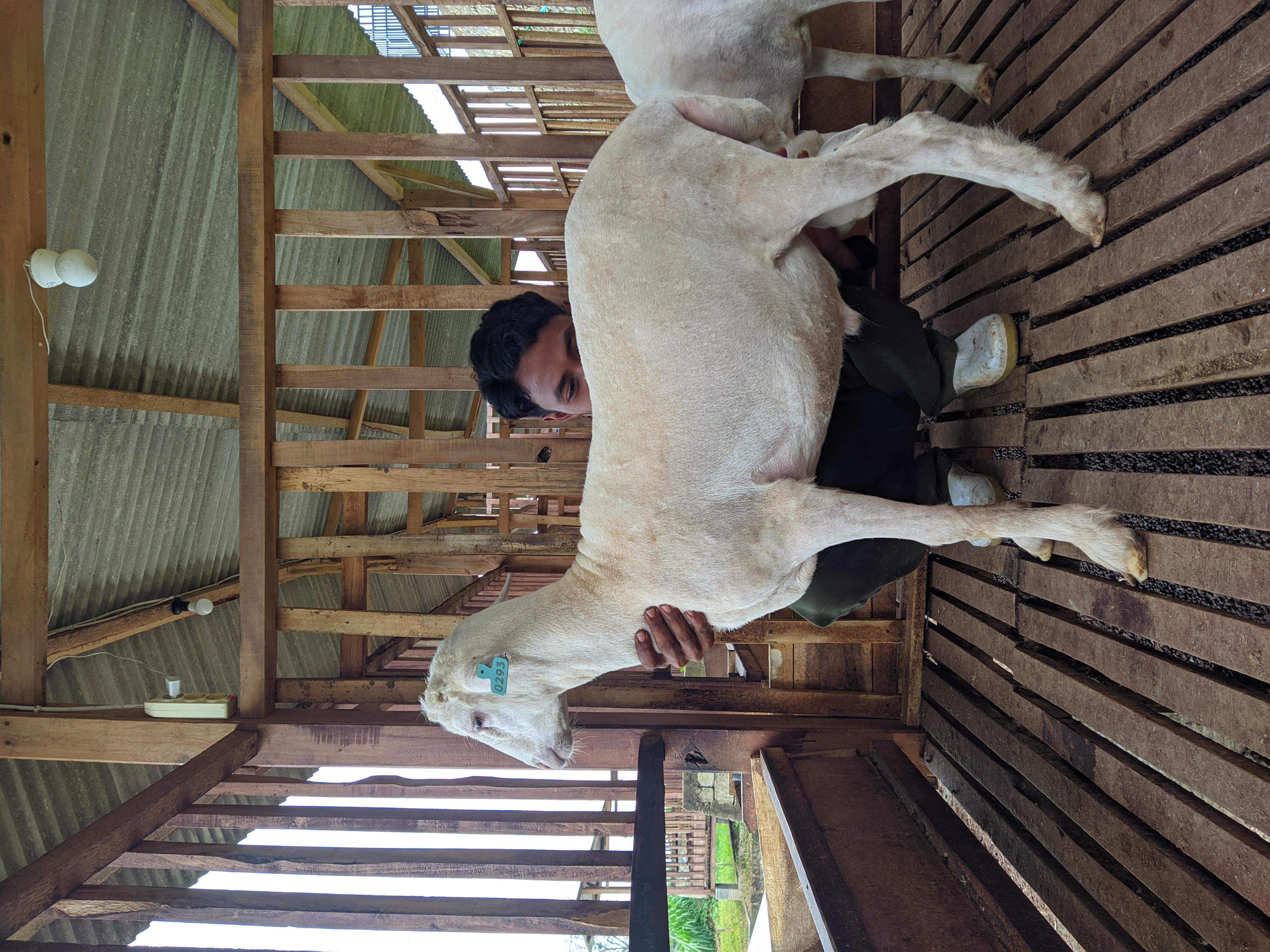 Qurban Salur bb 41-45 kg tagging 1380