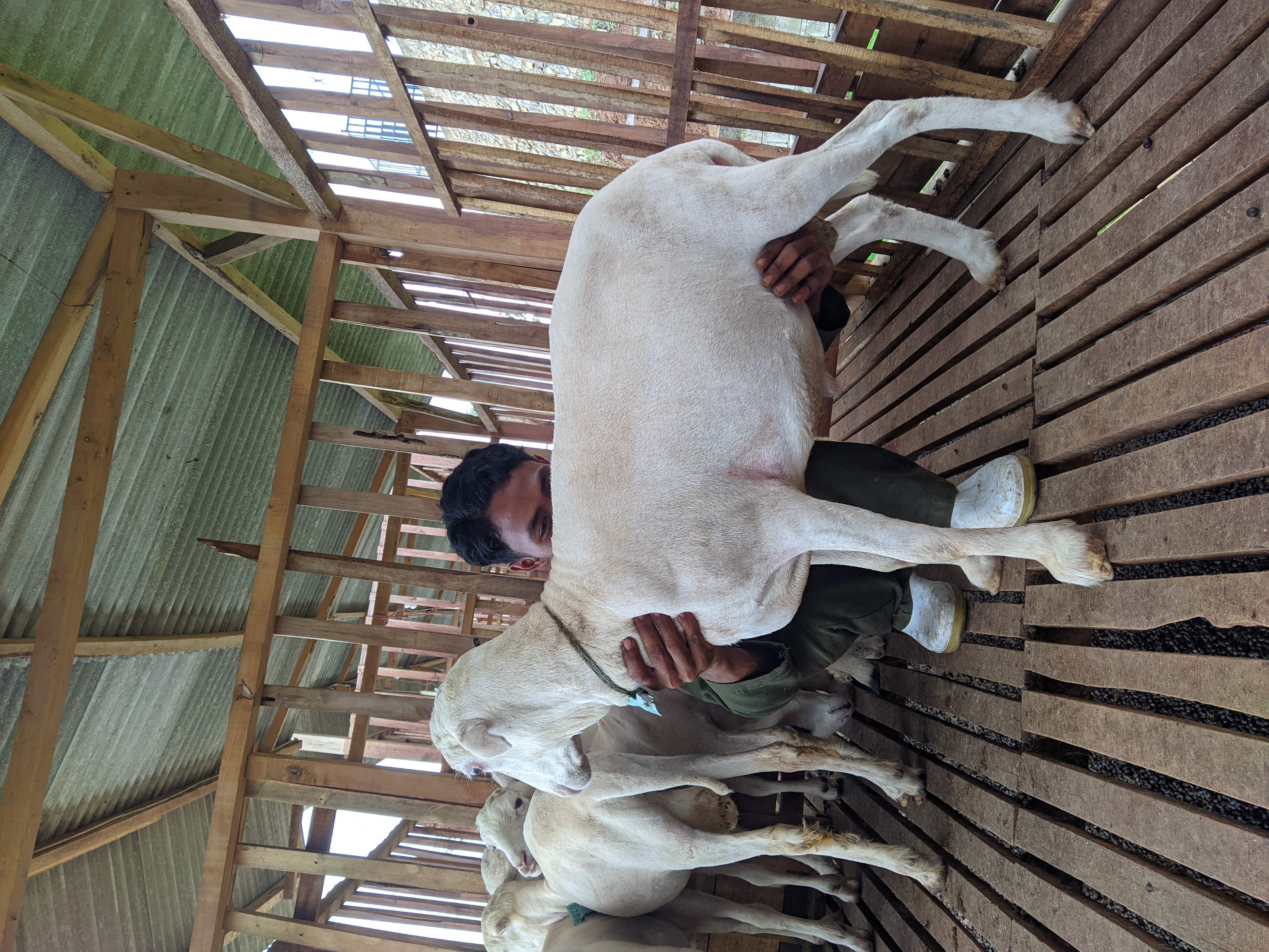 Qurban Salur bb 41-45 kg tagging 1396