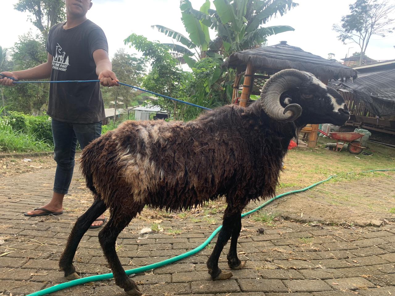 Qurban Salur BB 52,00 kg Tagging 0991