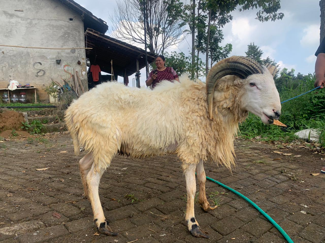 Qurban Salur BB 52,15 kg Tagging 0992