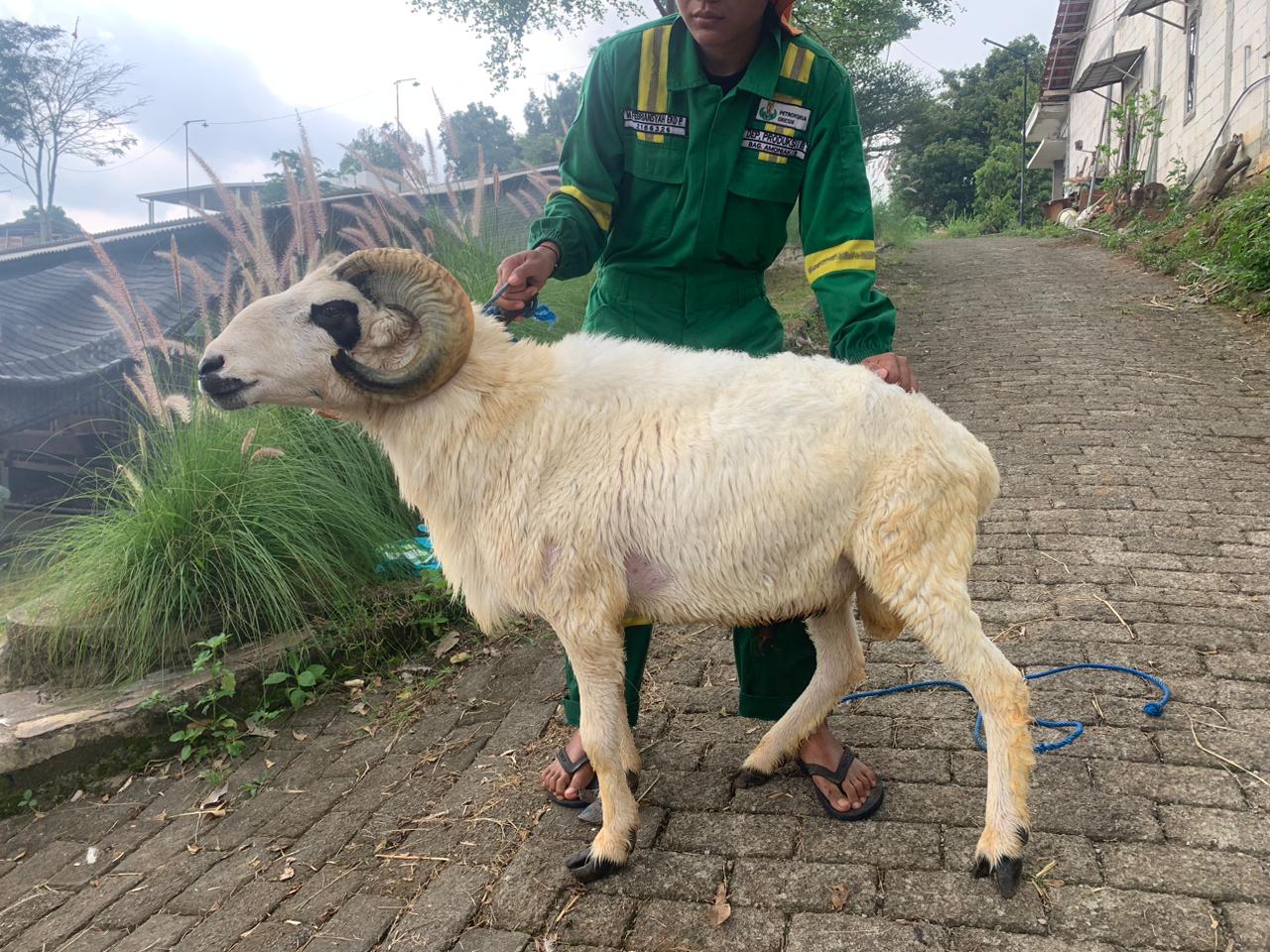 Qurban Salur bb 53 kgbh tagging 0990