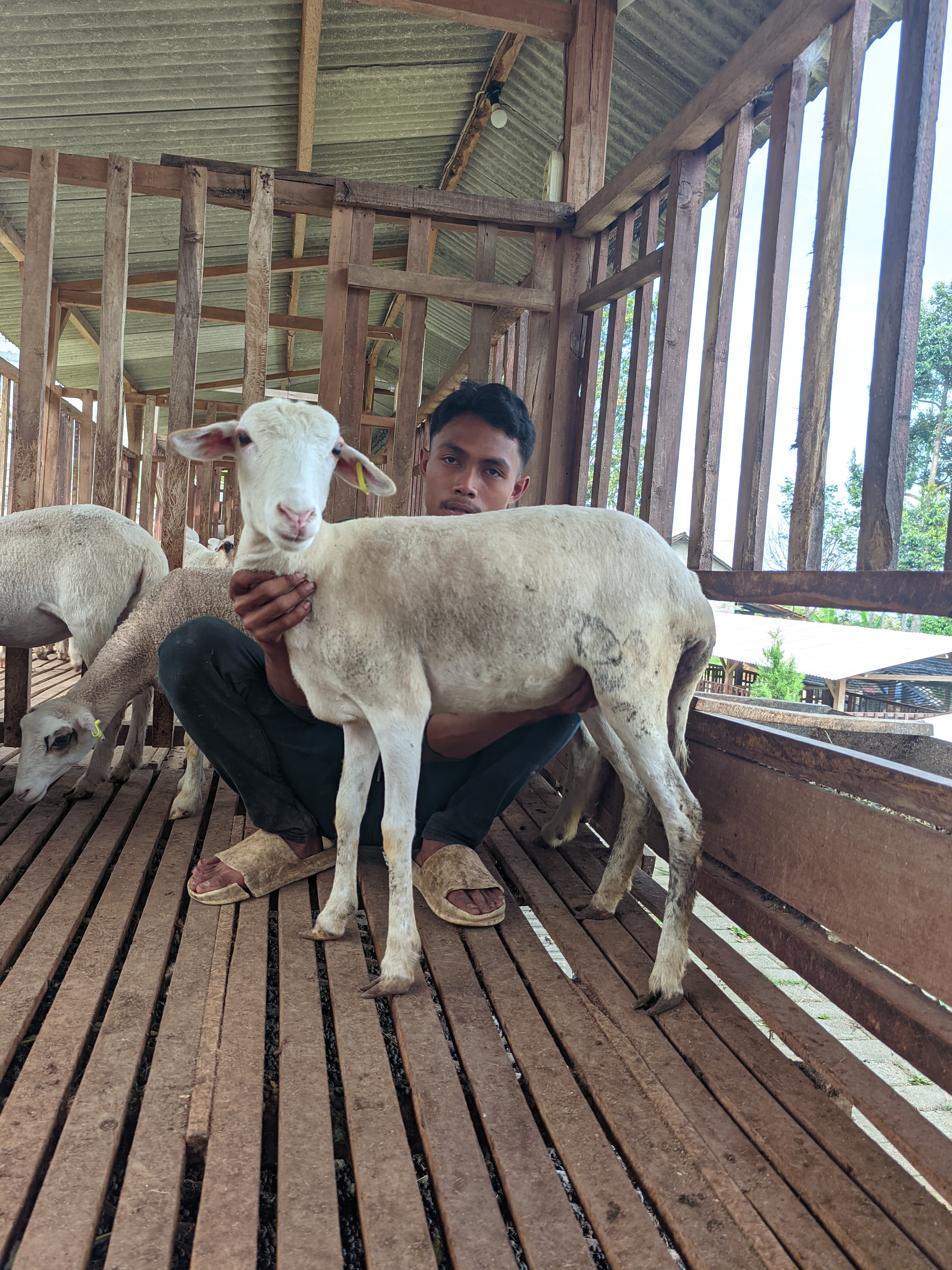 Qurban Salur bb 21-25 kg tagging 1496