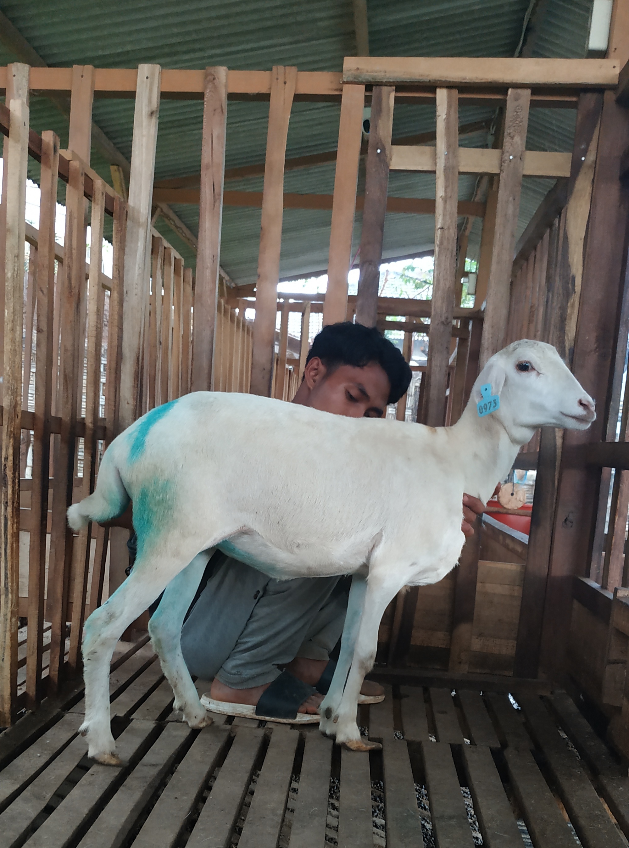 Qurban Salur BB 26-30 kg Tagging 1503