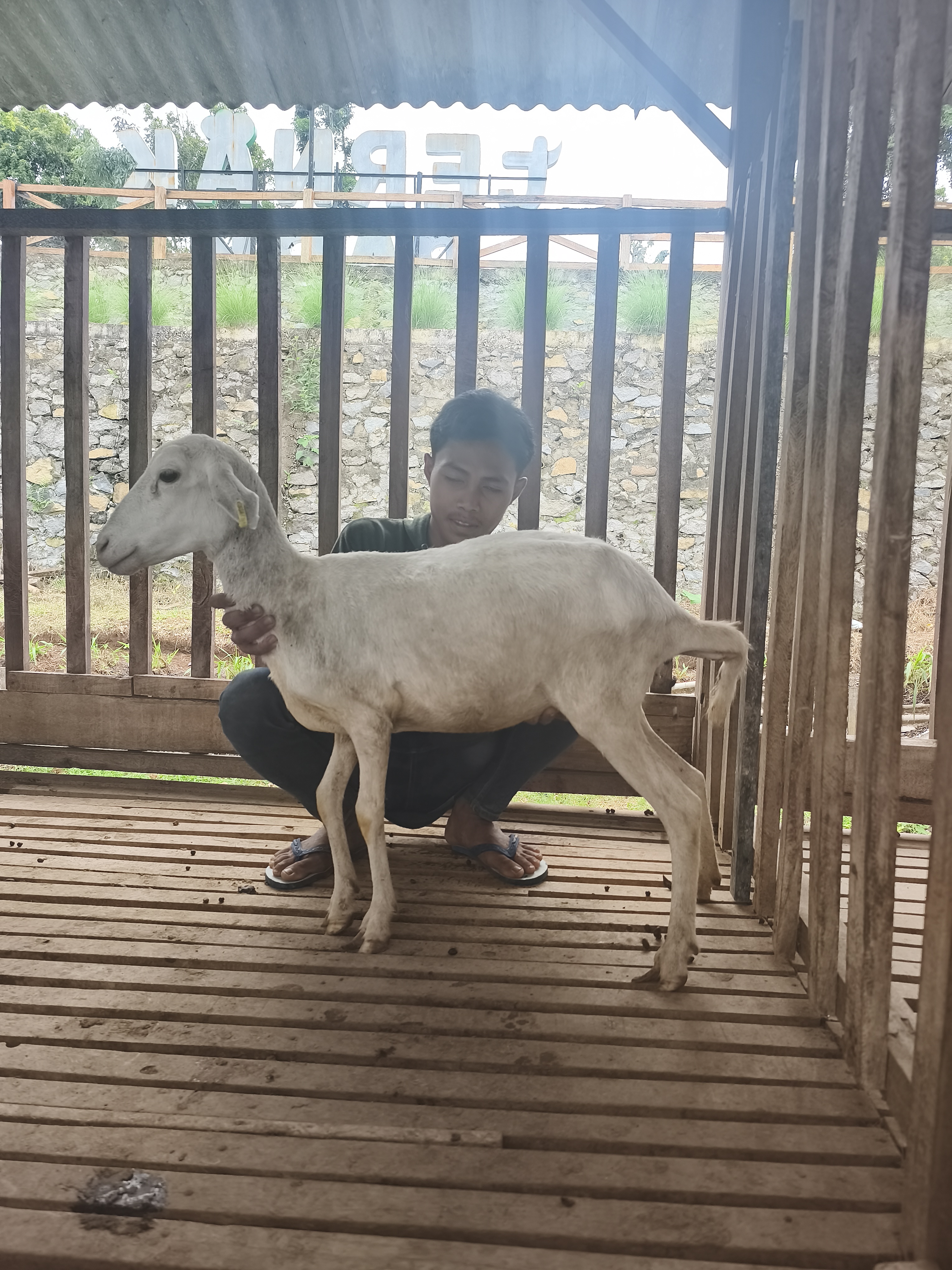 Qurban Salur BB 21-25 kg Tagging 1558